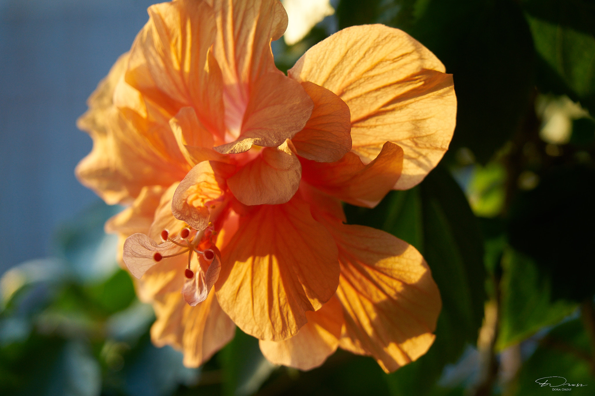 Sony FE 24-240mm F3.5-6.3 OSS sample photo. Feb ilce rm photography