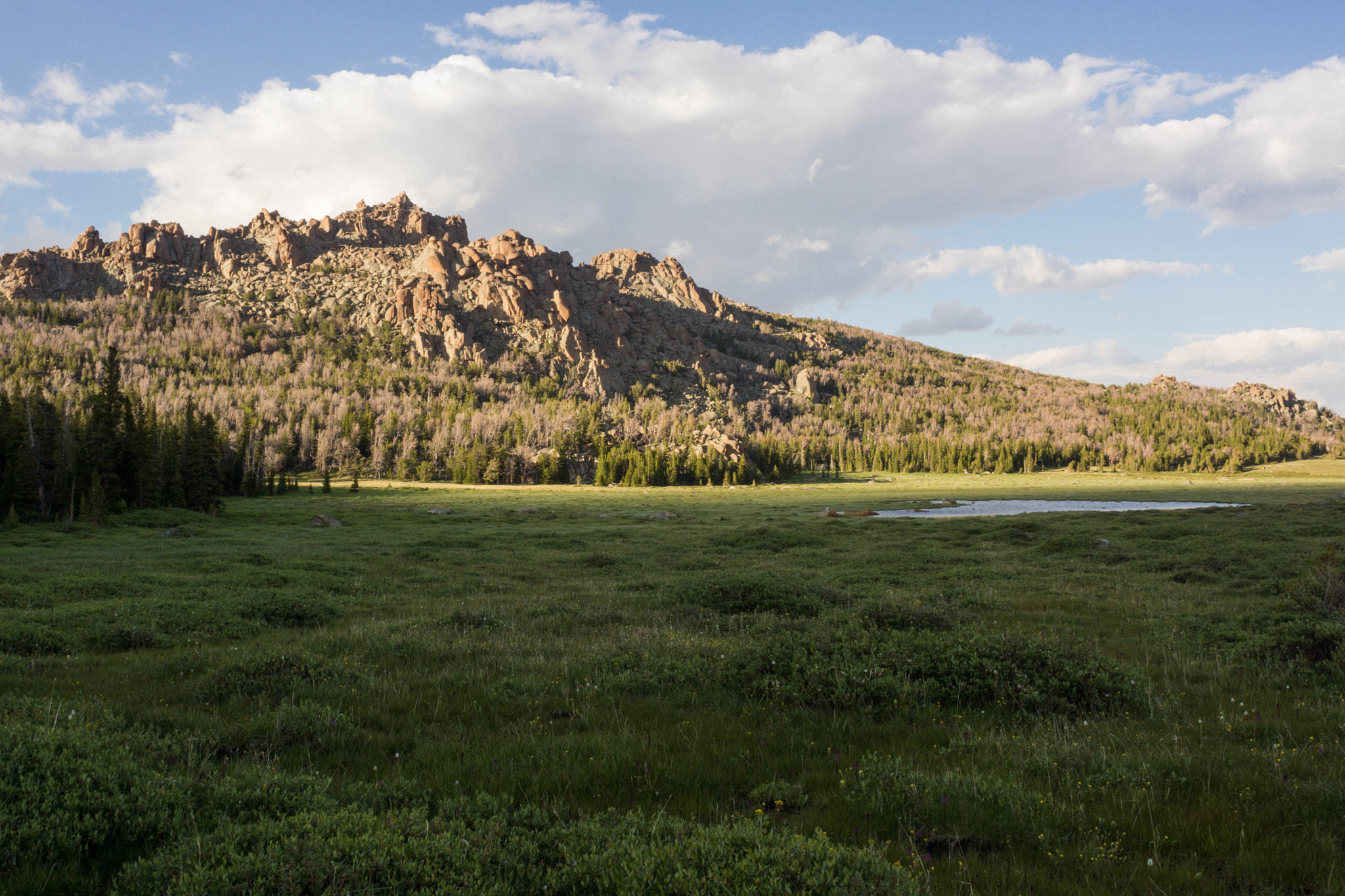 Sony SLT-A65 (SLT-A65V) + Sony 20mm F2.8 sample photo. Meadow in the wind rivers photography