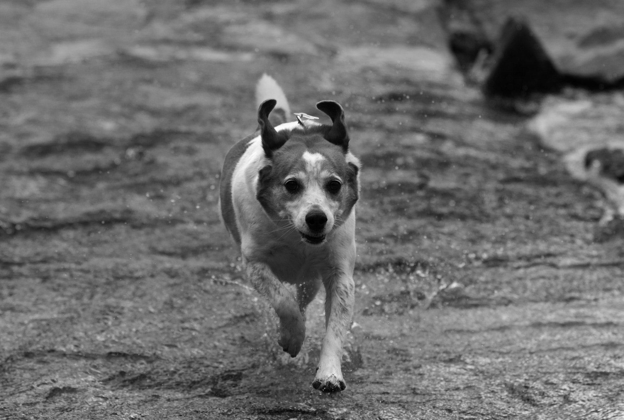 Nikon AF-S Nikkor 70-200mm F4G ED VR sample photo. Run colby run photography