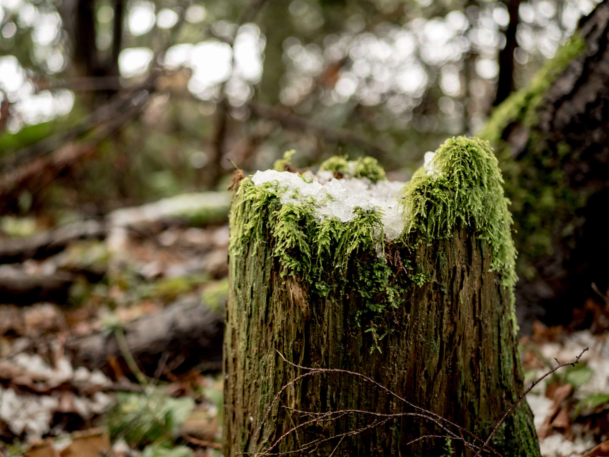 Olympus OM-D E-M5 II + LUMIX G 25/F1.7 sample photo. It snowed overnight and began to melt into the aft ... photography