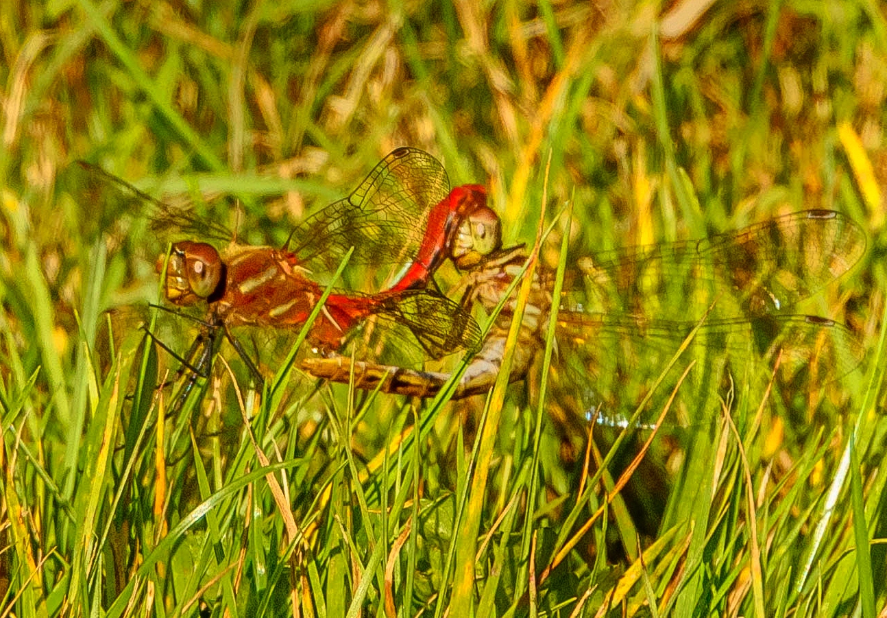 Nikon D7100 sample photo. Dragonflies photography