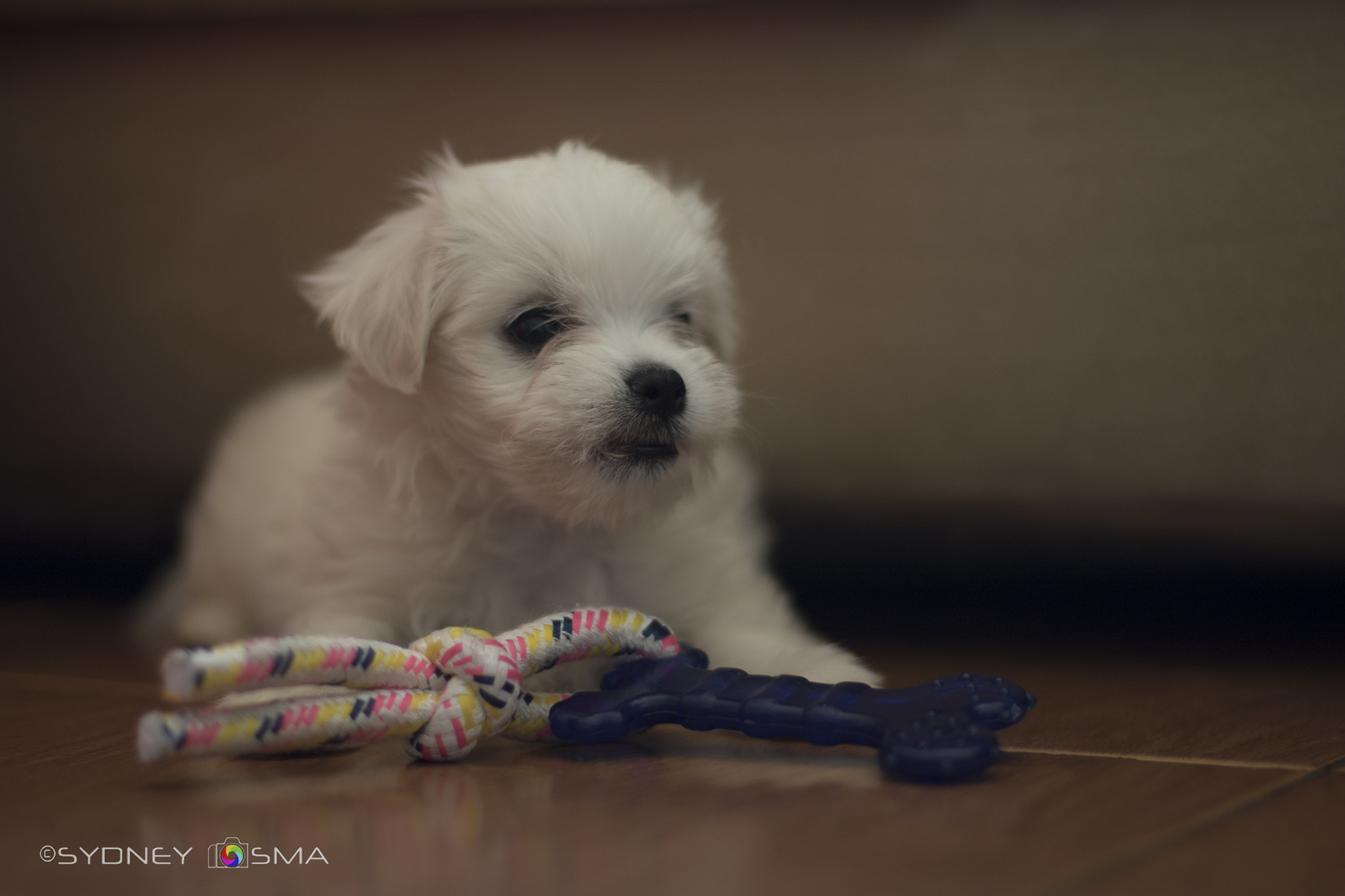 Canon EOS 760D (EOS Rebel T6s / EOS 8000D) sample photo. Posing toy photography