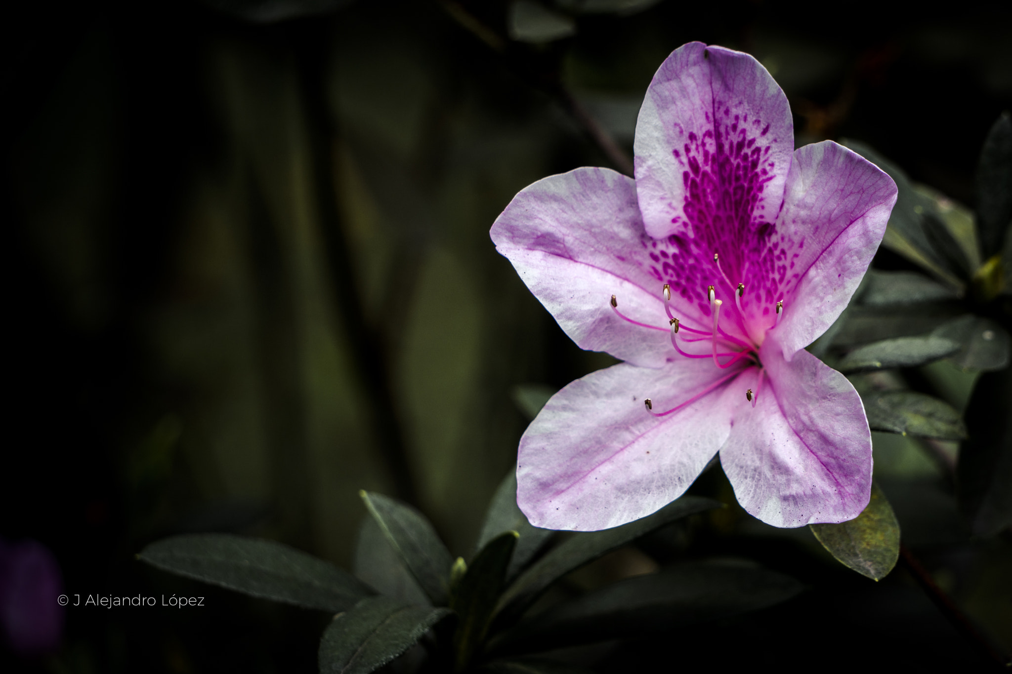 Sony a6300 + Sony E 55-210mm F4.5-6.3 OSS sample photo. Love colors photography