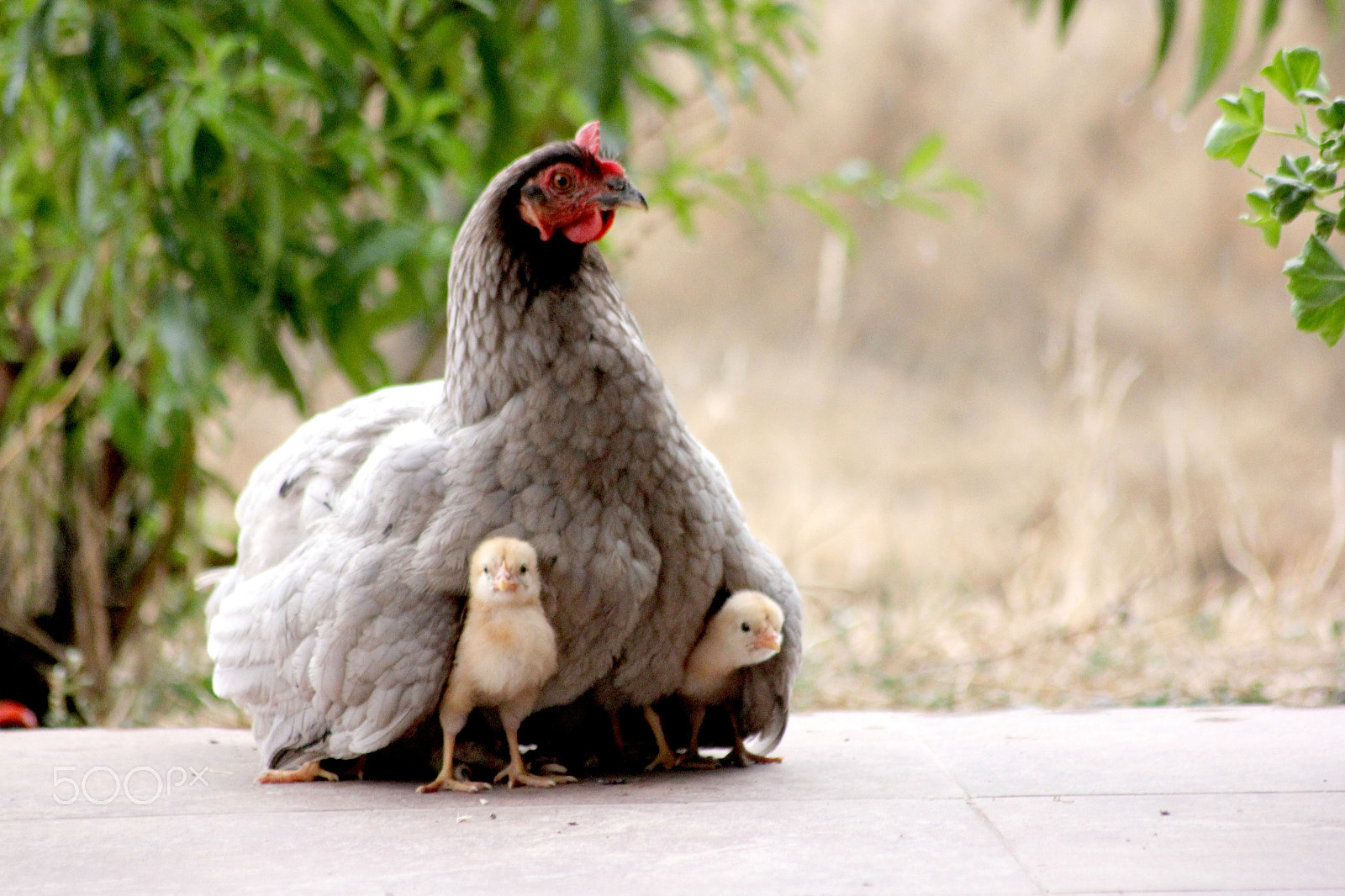 Canon EOS 550D (EOS Rebel T2i / EOS Kiss X4) sample photo. Mama gallina photography