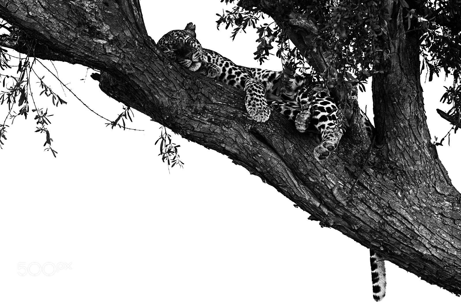 Nikon D5 sample photo. Sleeping leopard, maasai mara photography