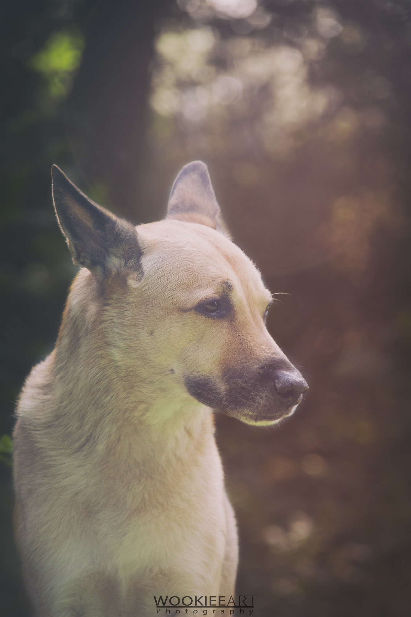 Sigma 18-200mm f/3.5-6.3 DC OS sample photo. Monty photography