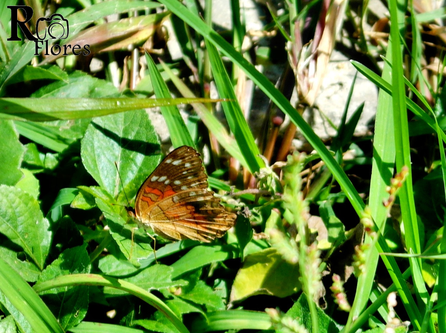 Samsung NX1100 sample photo. Butterfly photography