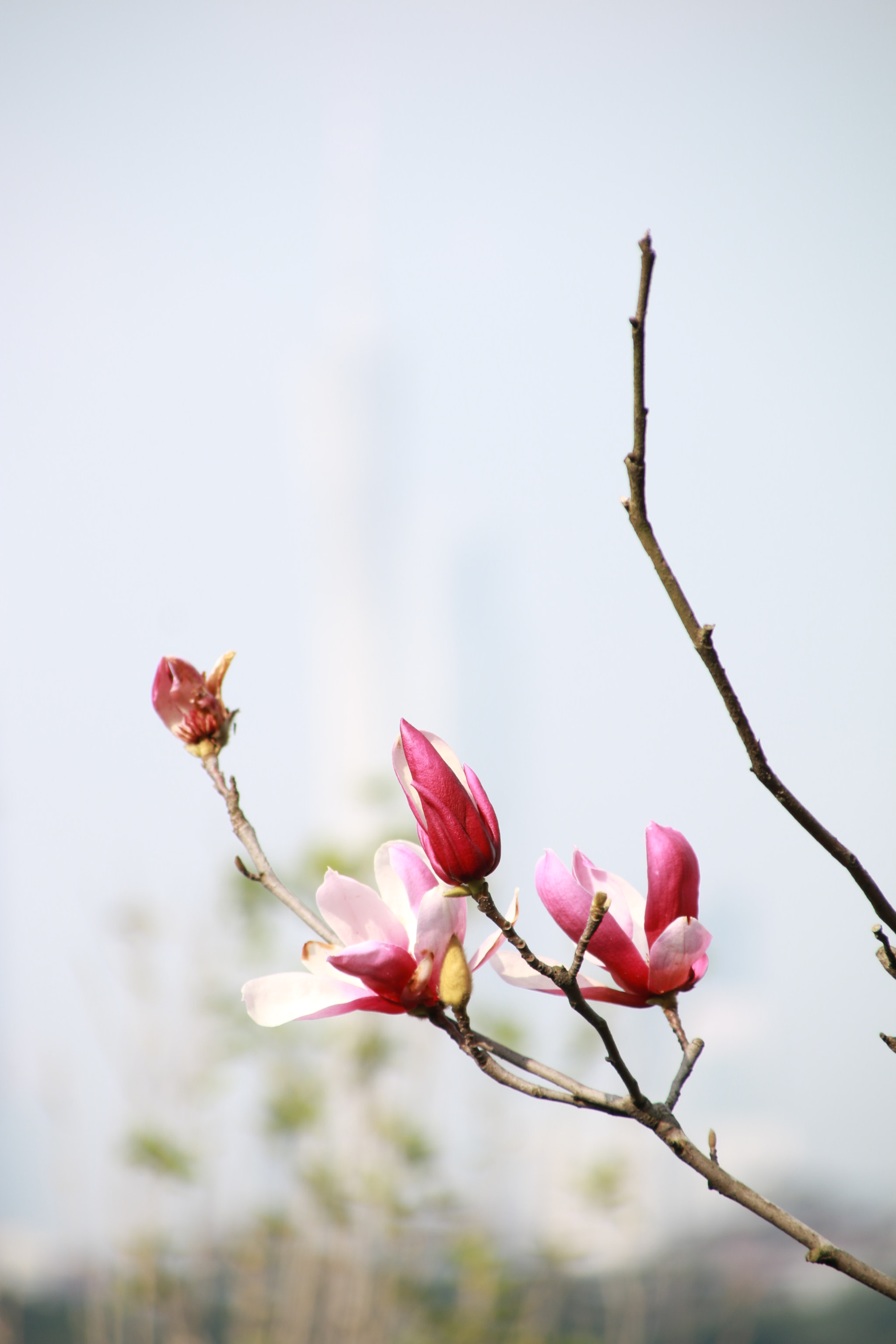 Canon EOS 70D + Canon TS-E 90mm F2.8 Tilt-Shift sample photo