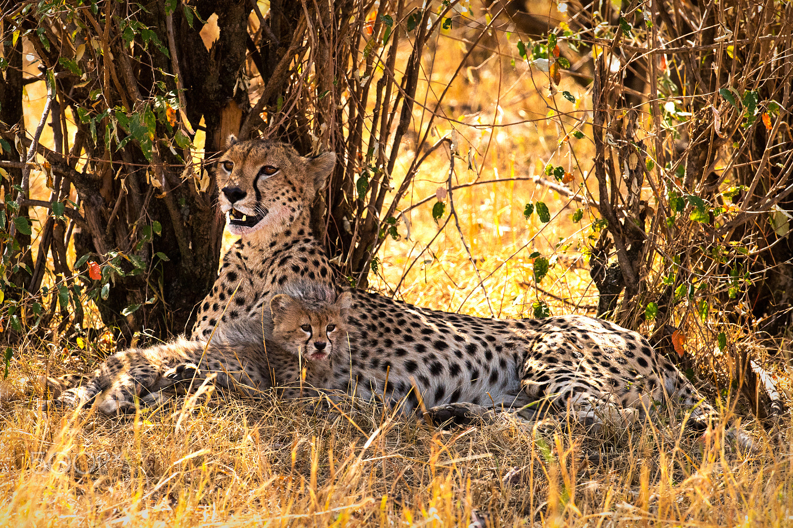 Nikon D5 sample photo. Mother cheetah & cub photography