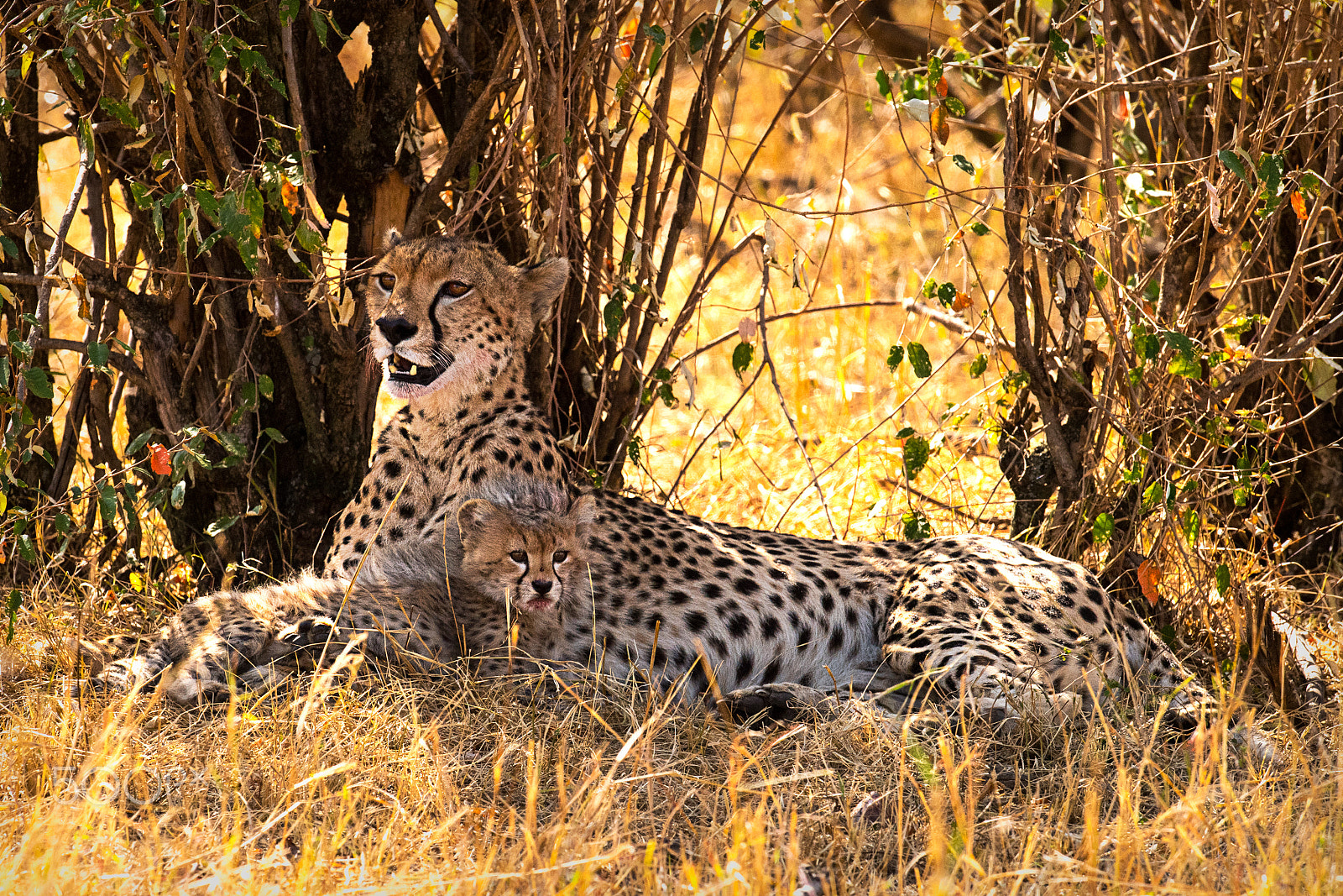 Nikon D5 + Nikon AF-S Nikkor 500mm F4G ED VR sample photo. Mother cheetah & cub photography