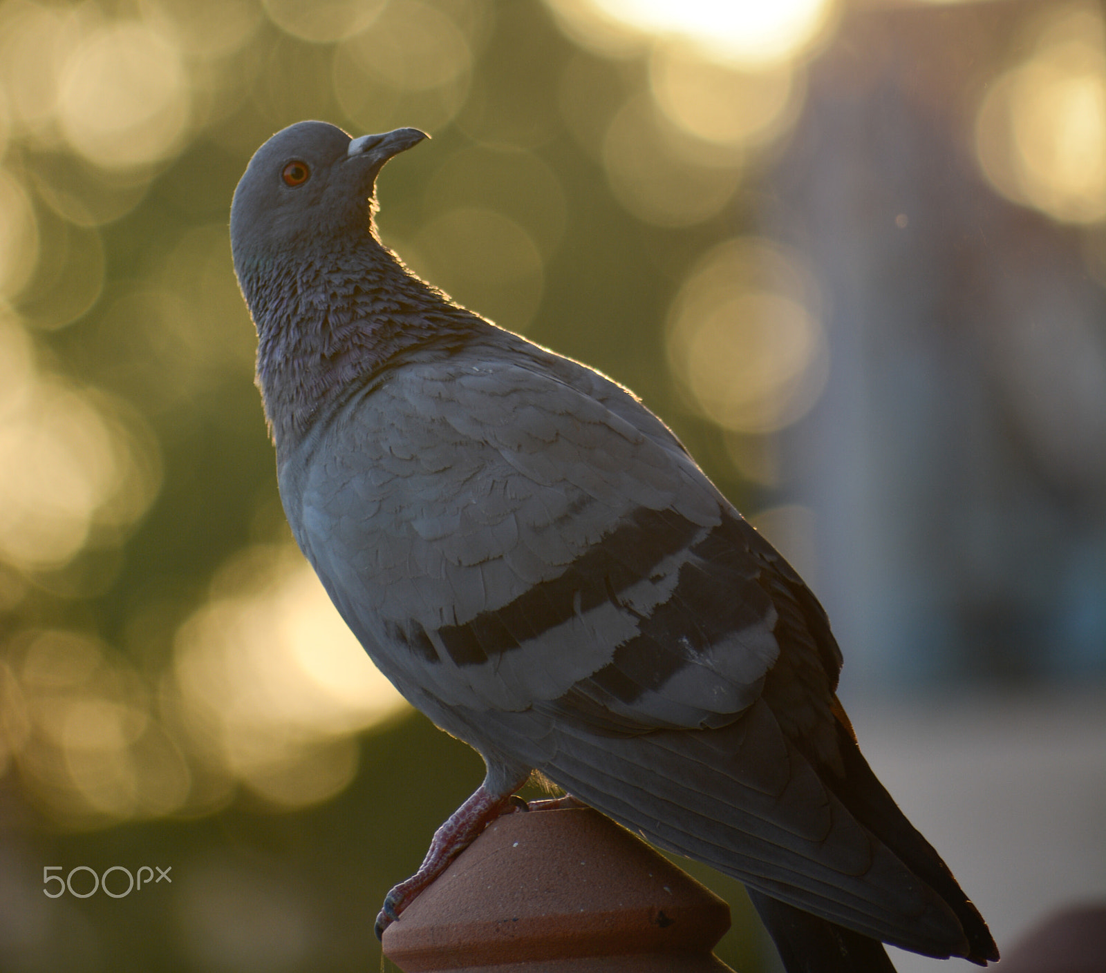 Nikon D5200 + Sigma 70-300mm F4-5.6 DG OS sample photo. Homing pigeon against sunset photography