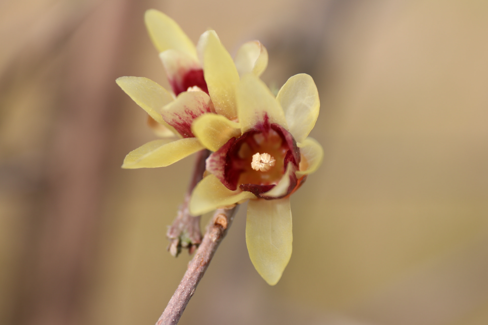 Canon EF 24-70mm F4L IS USM sample photo. 踏雪寻梅 photography