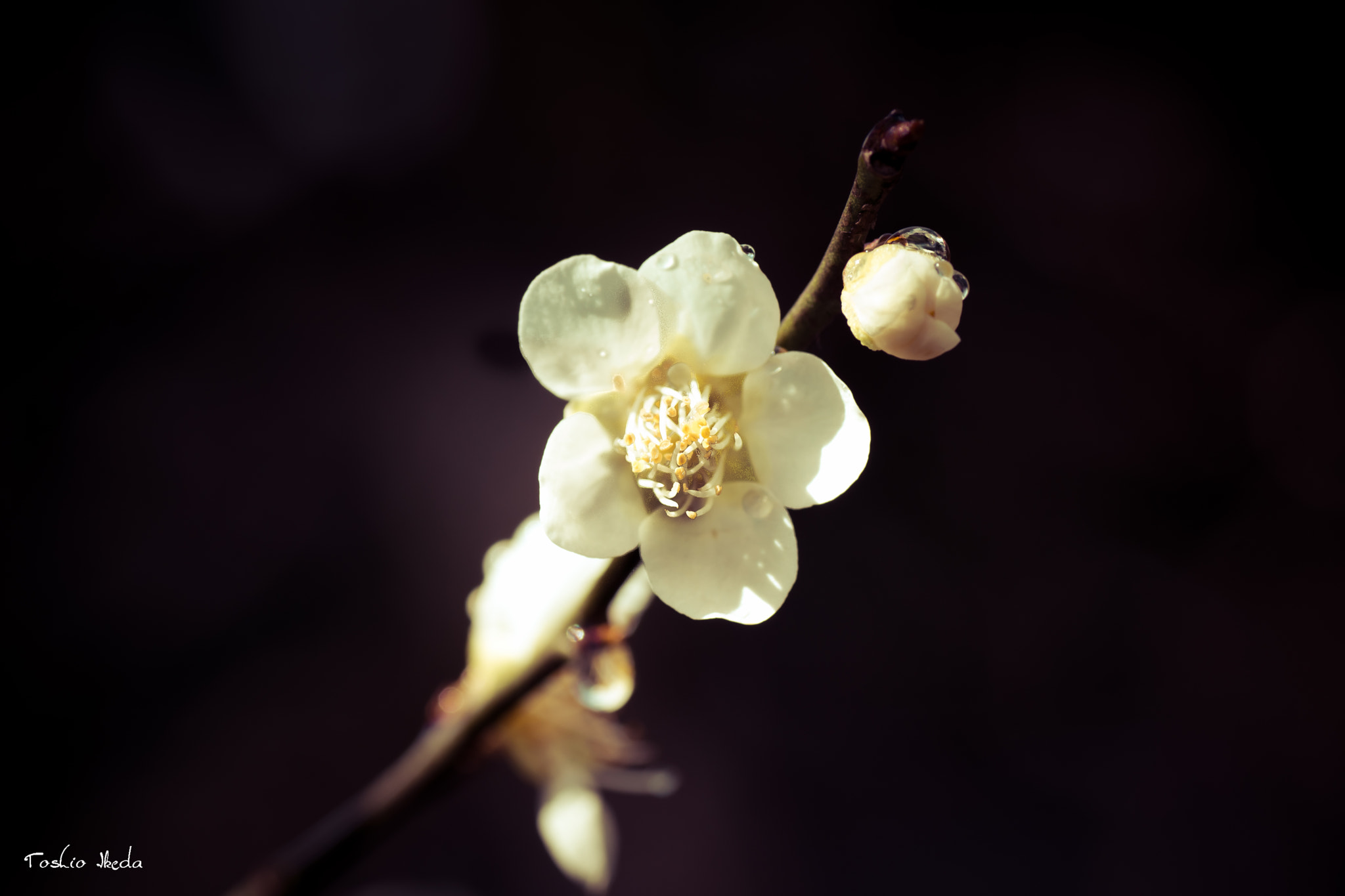 Sony SLT-A77 + Tamron SP AF 90mm F2.8 Di Macro sample photo. The plum blossoms photography
