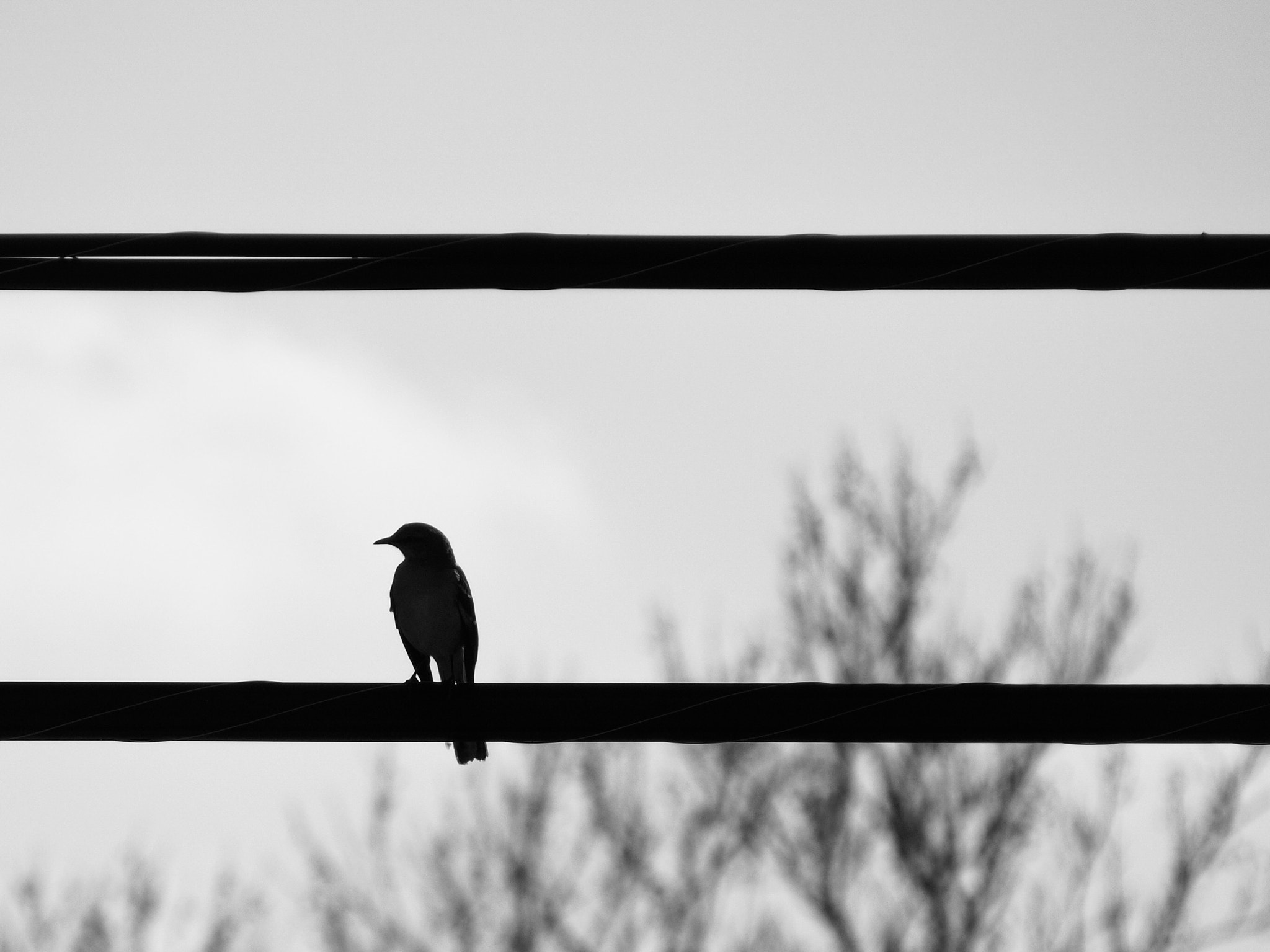 Olympus OM-D E-M10 sample photo. Bird on a wire photography