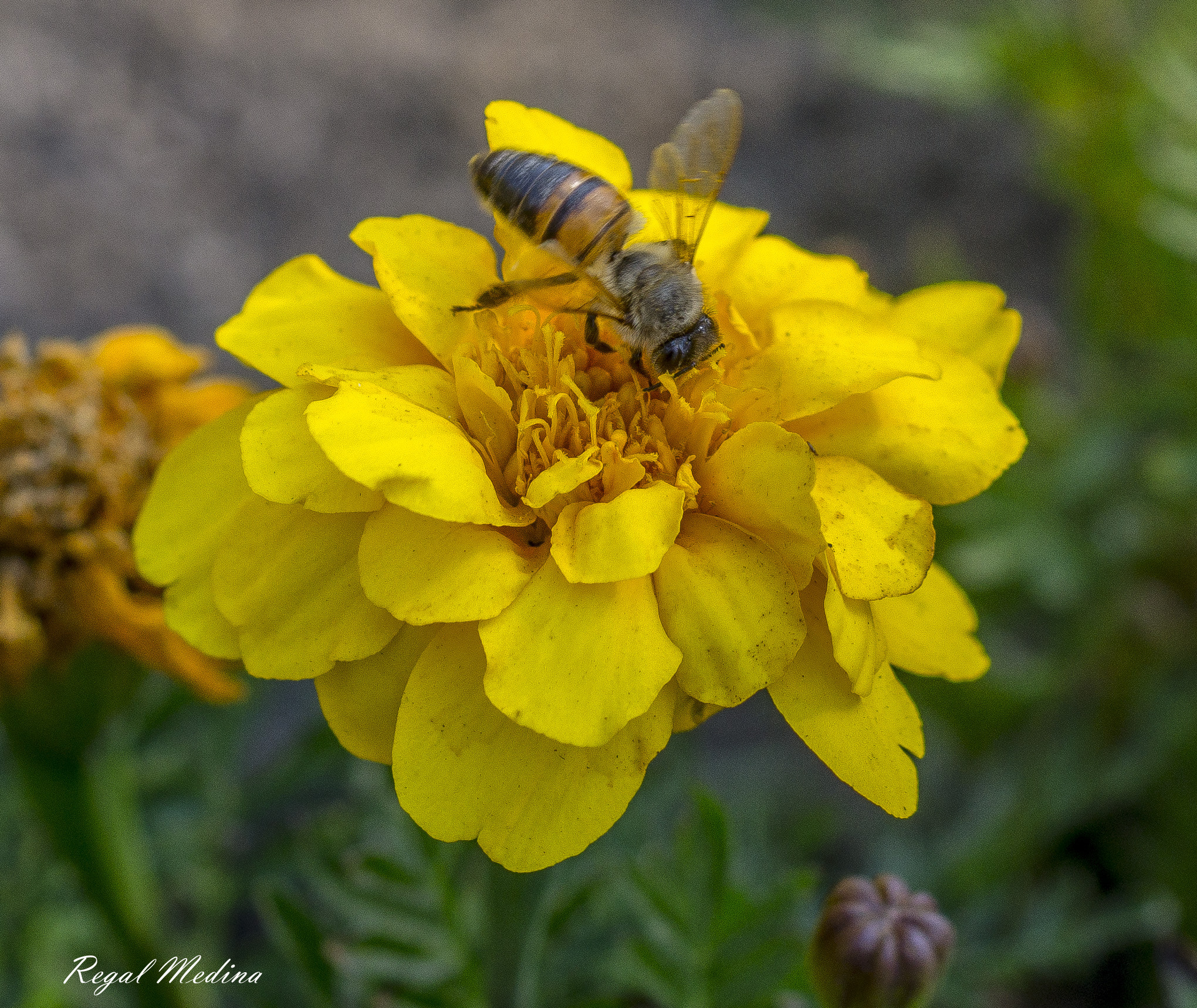 Sony SLT-A58 + MACRO 50mm F2.8 sample photo. Dsc photography