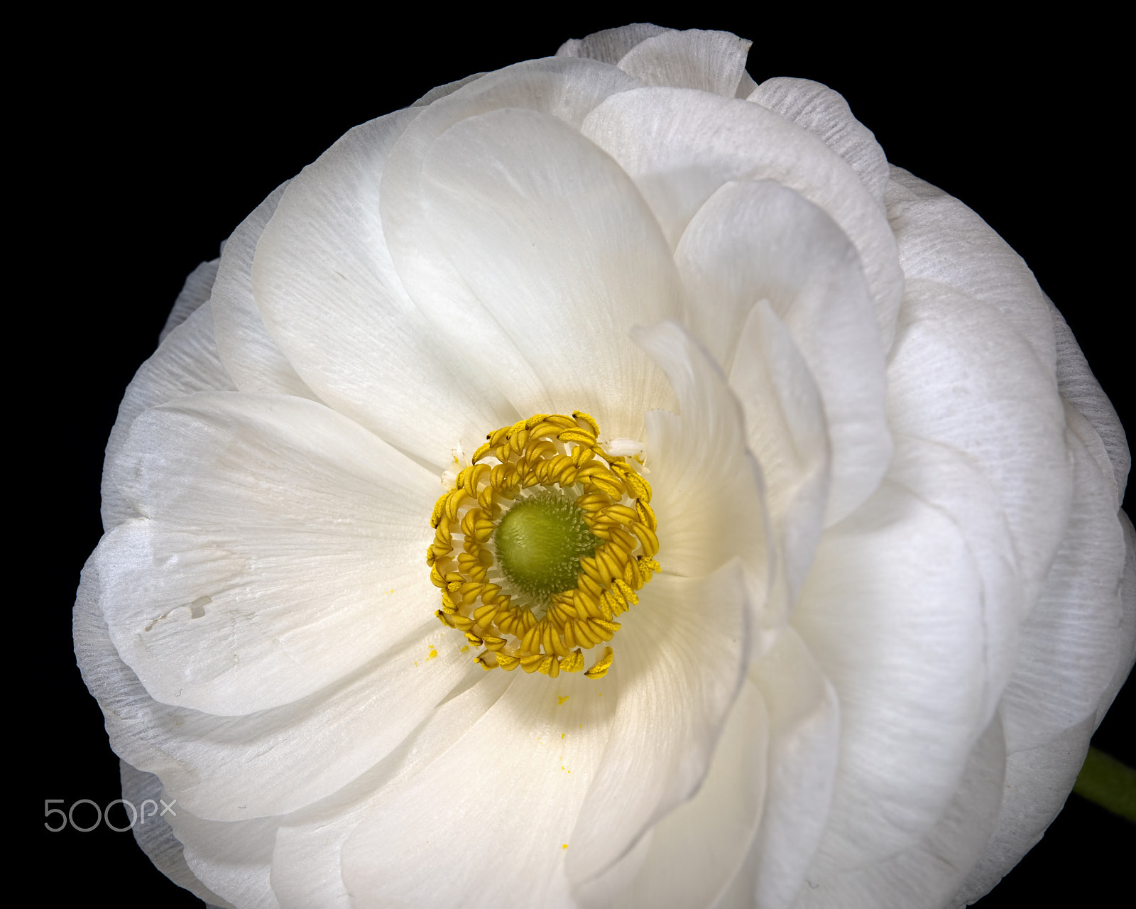 Nikon AF-S Micro-Nikkor 60mm F2.8G ED sample photo. White ranunuclus bloom 0410 photography