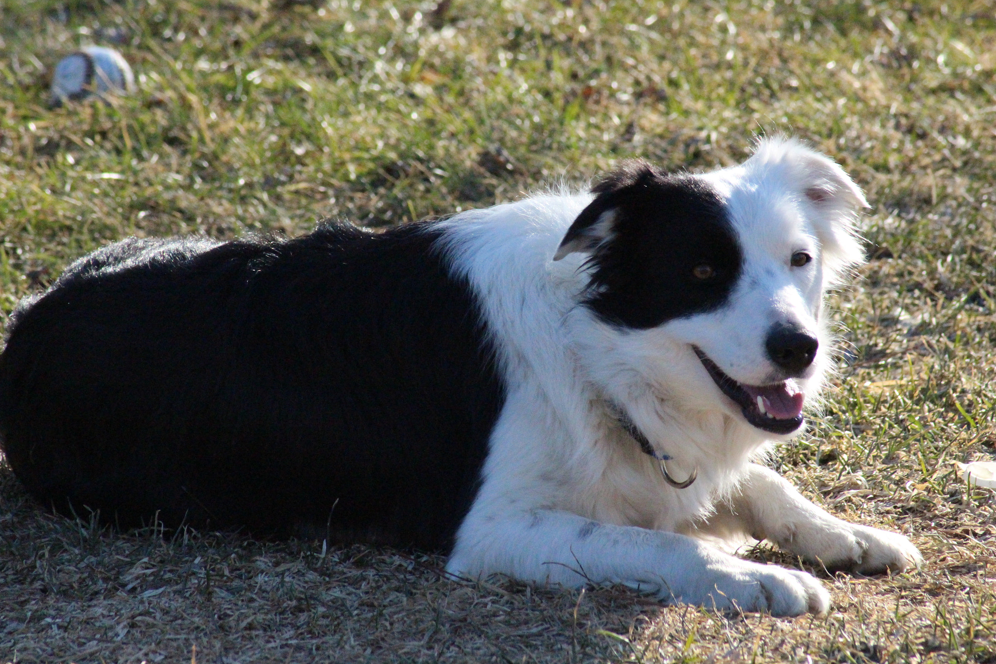 Canon EOS 700D (EOS Rebel T5i / EOS Kiss X7i) sample photo. Happy dog photography