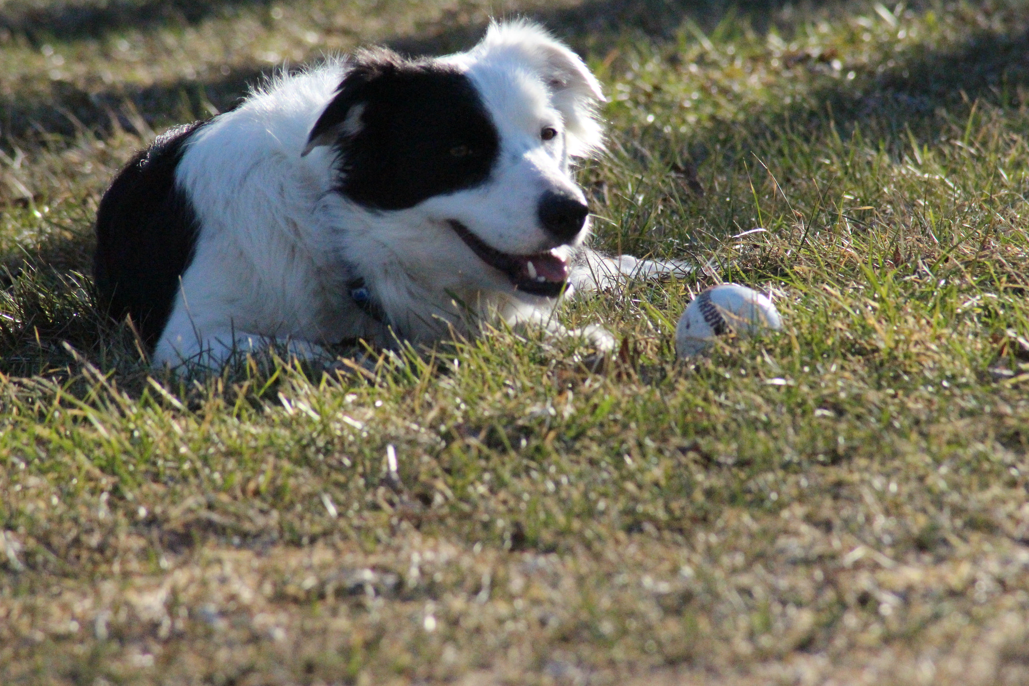 Canon EOS 700D (EOS Rebel T5i / EOS Kiss X7i) sample photo. Got her baseball photography