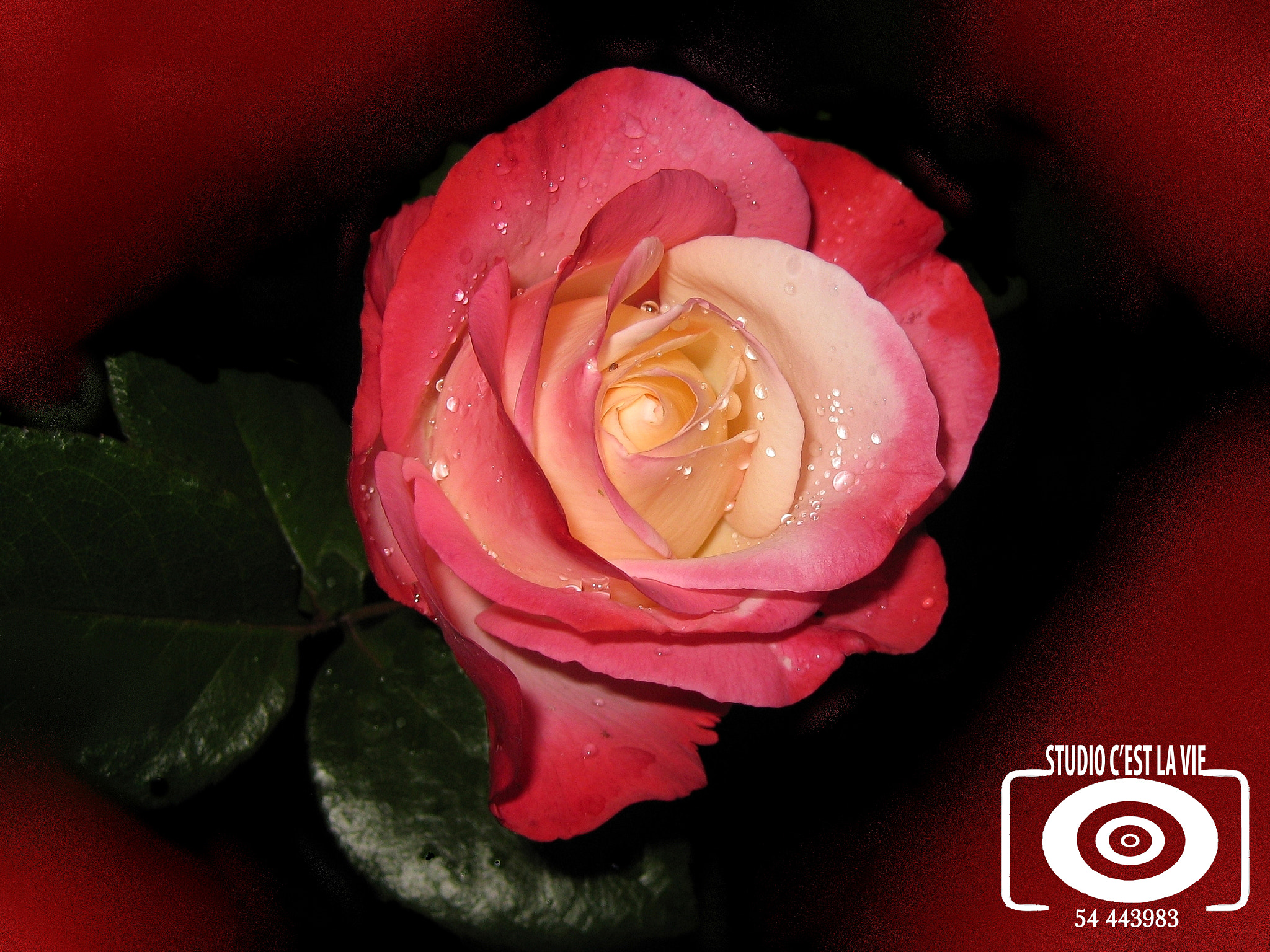 Canon PowerShot SD1100 IS (Digital IXUS 80 IS / IXY Digital 20 IS) sample photo. Roses closeup pink color photography