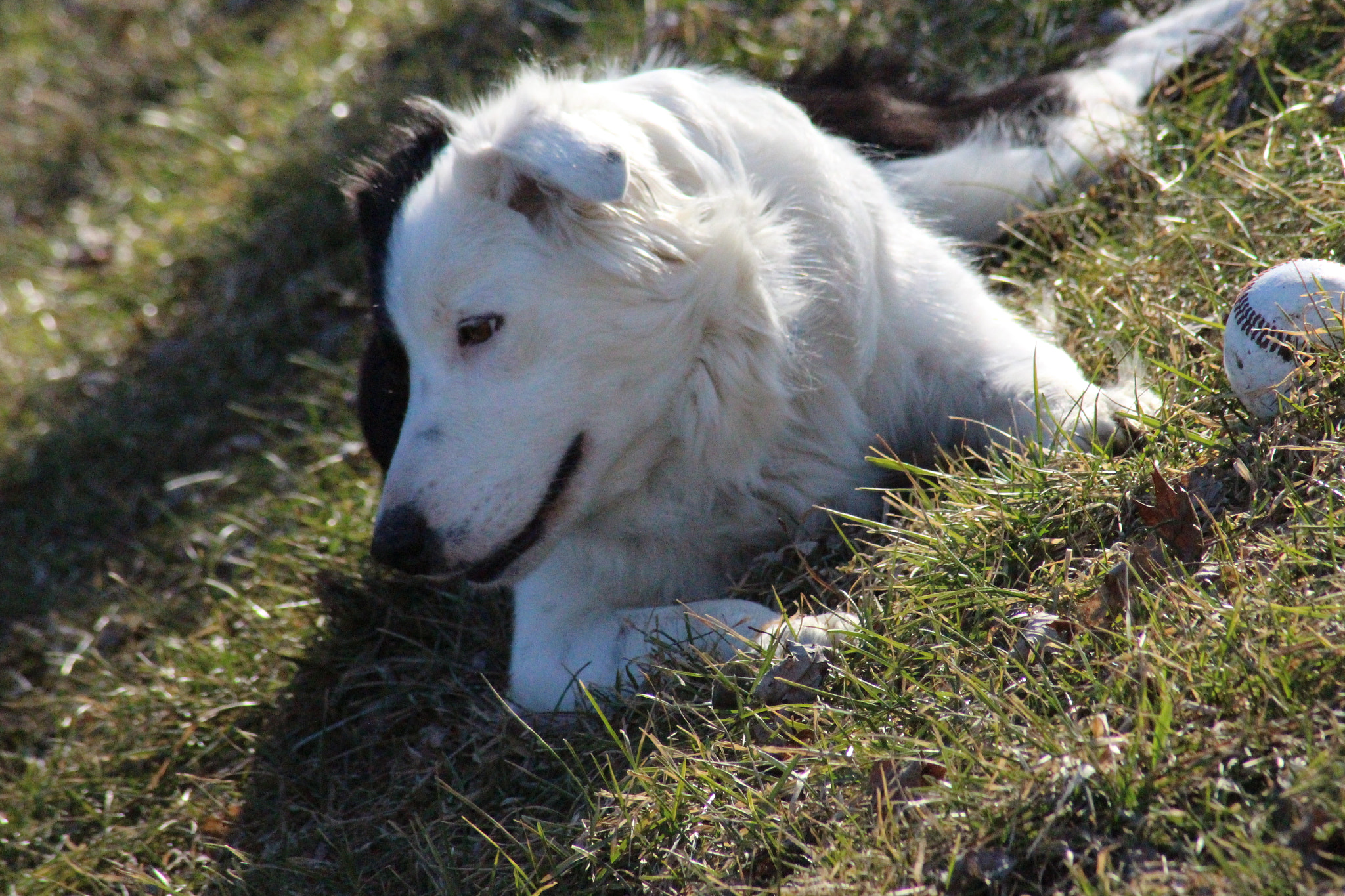 Canon EOS 700D (EOS Rebel T5i / EOS Kiss X7i) sample photo. Puppy photography