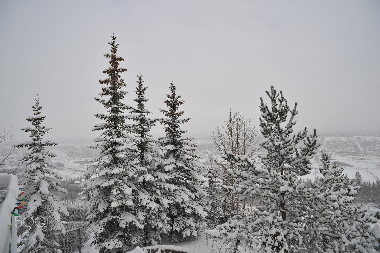 Nikon D700 + AF Nikkor 20mm f/2.8 sample photo. Evergreen trees in the snow day photography