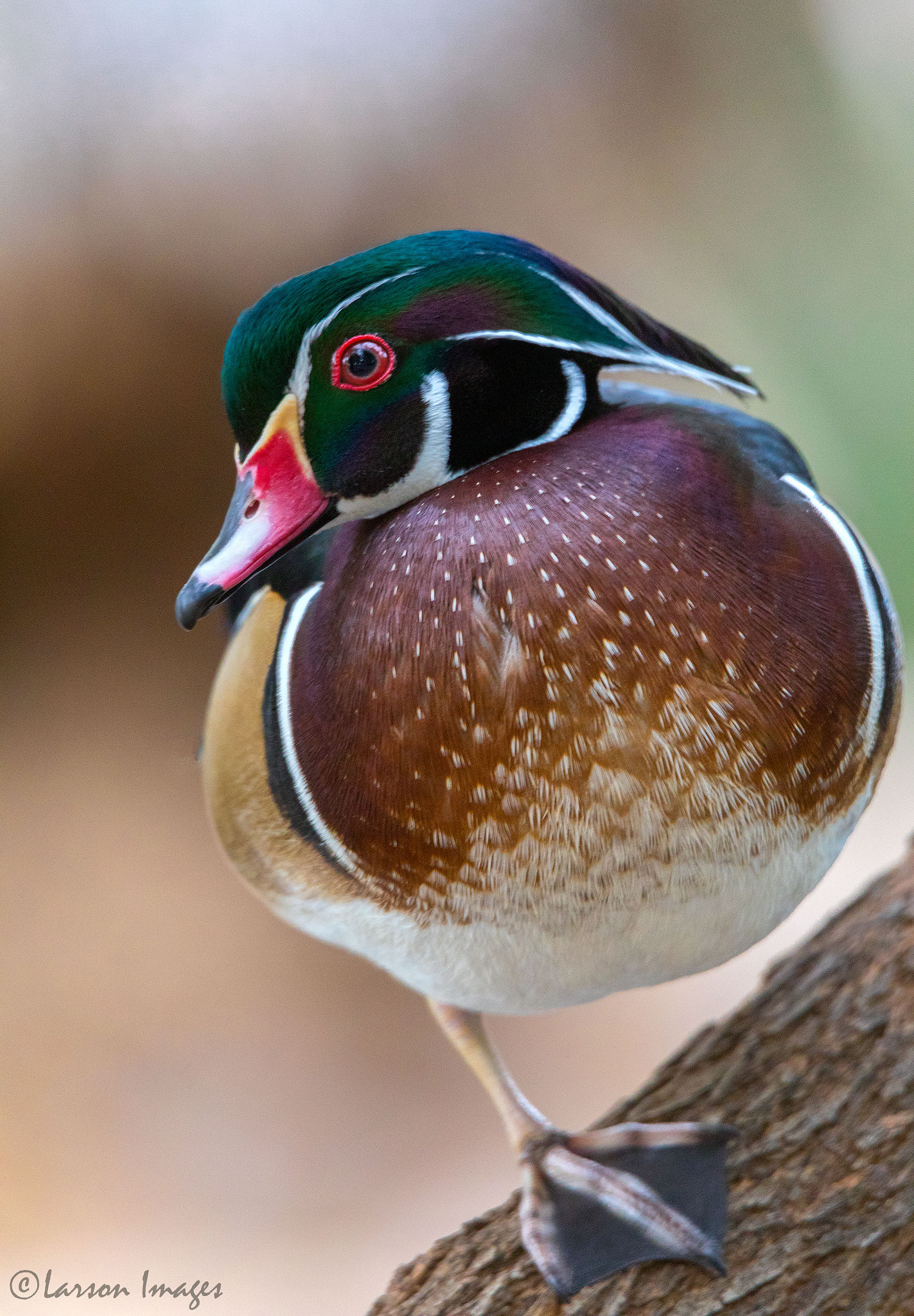 Tamron SP 150-600mm F5-6.3 Di VC USD sample photo. Northern wood duck photography