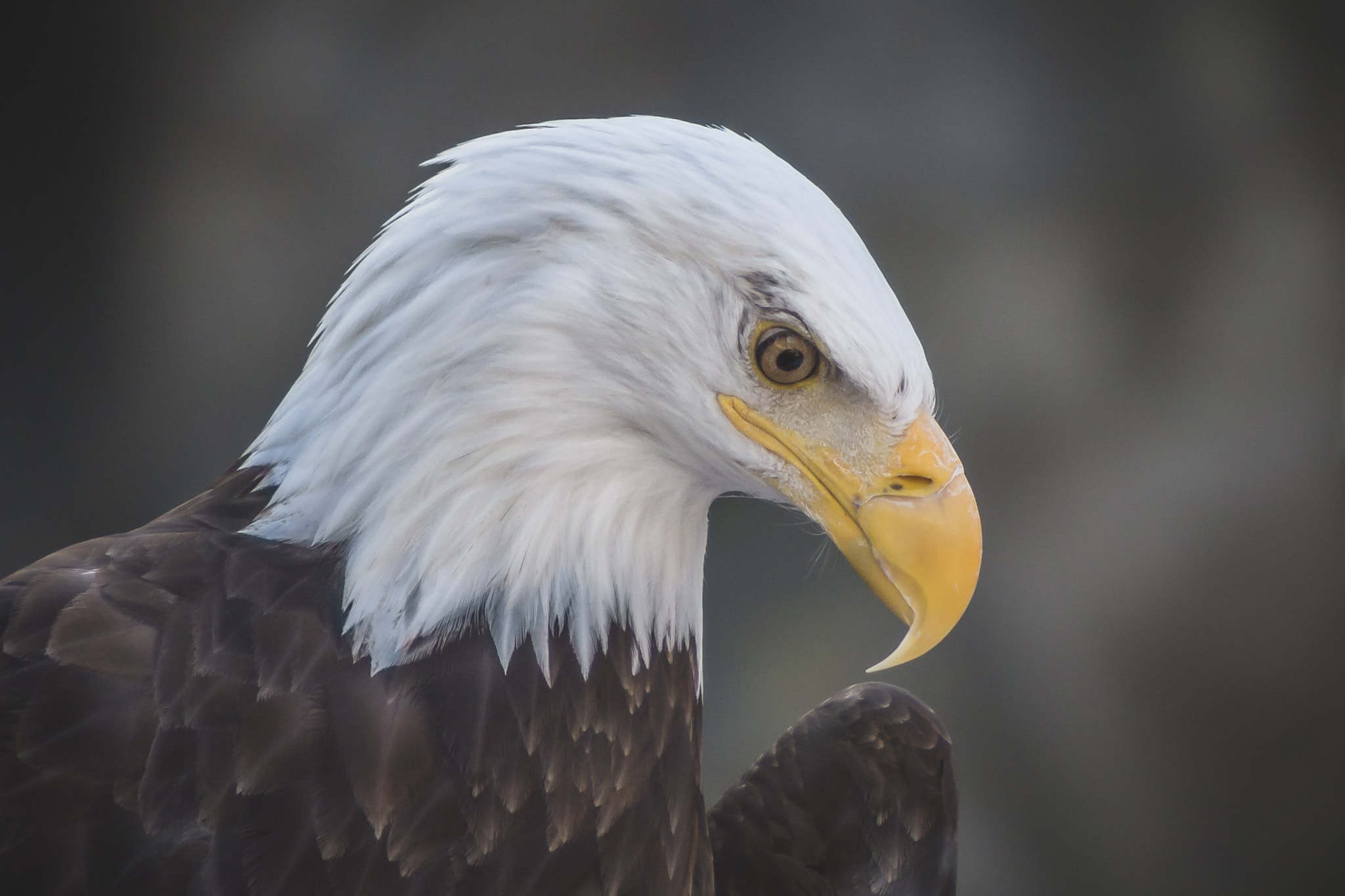 Canon EF 70-200mm F2.8L IS USM sample photo. Bald eagle portrait photography