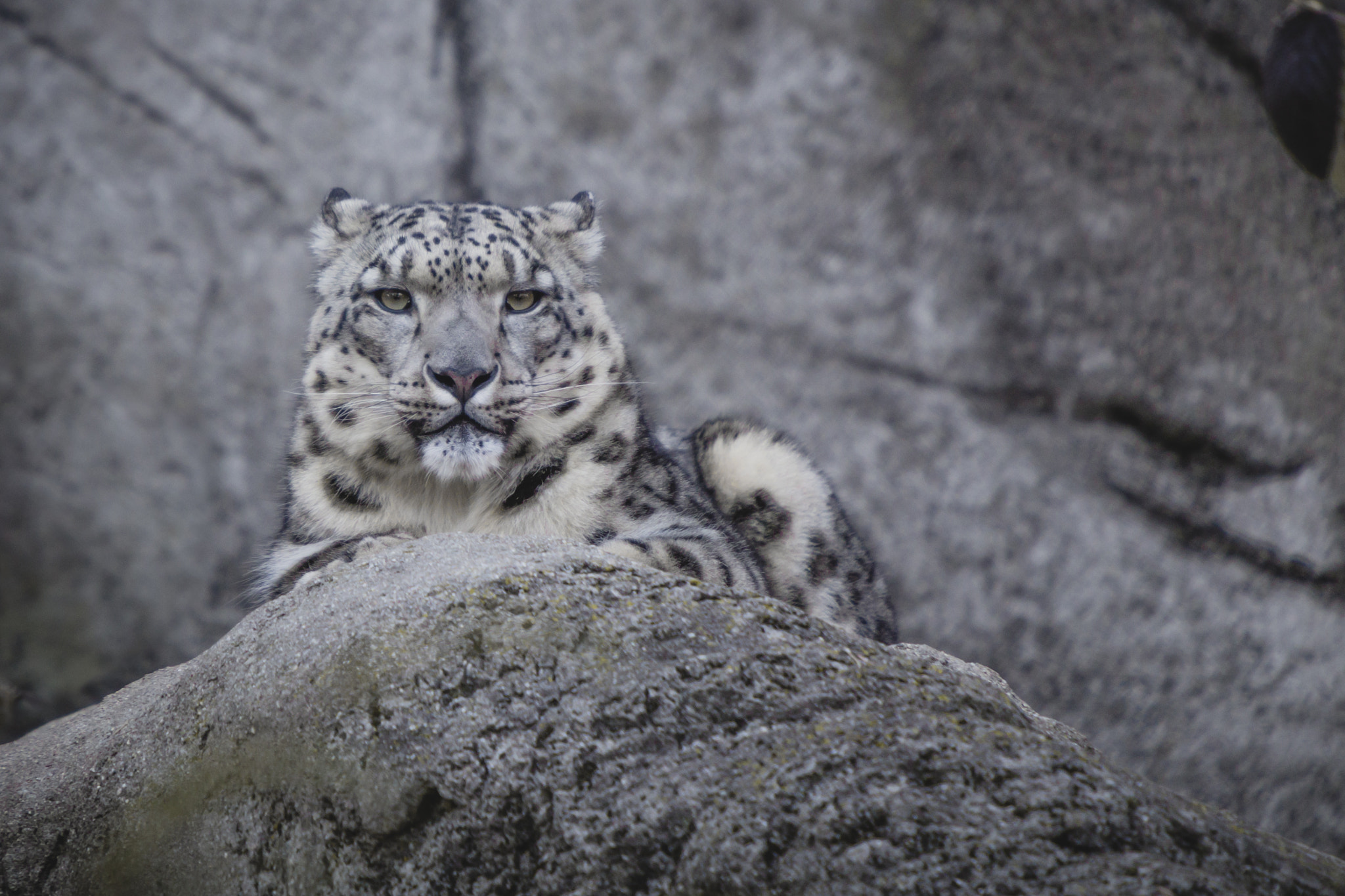 Canon EF 70-200mm F2.8L IS USM sample photo. Snow leopard 05 photography