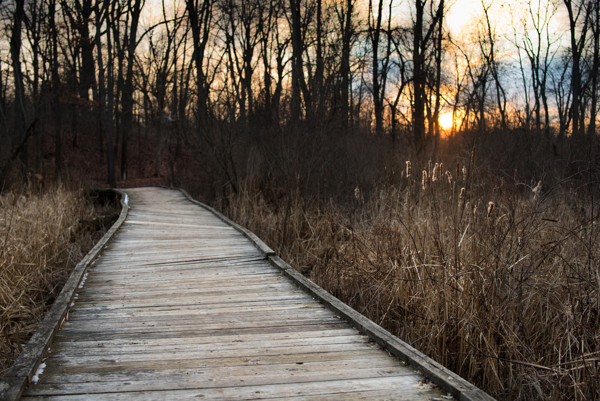 A Series Lens sample photo. Oxb 1 photography