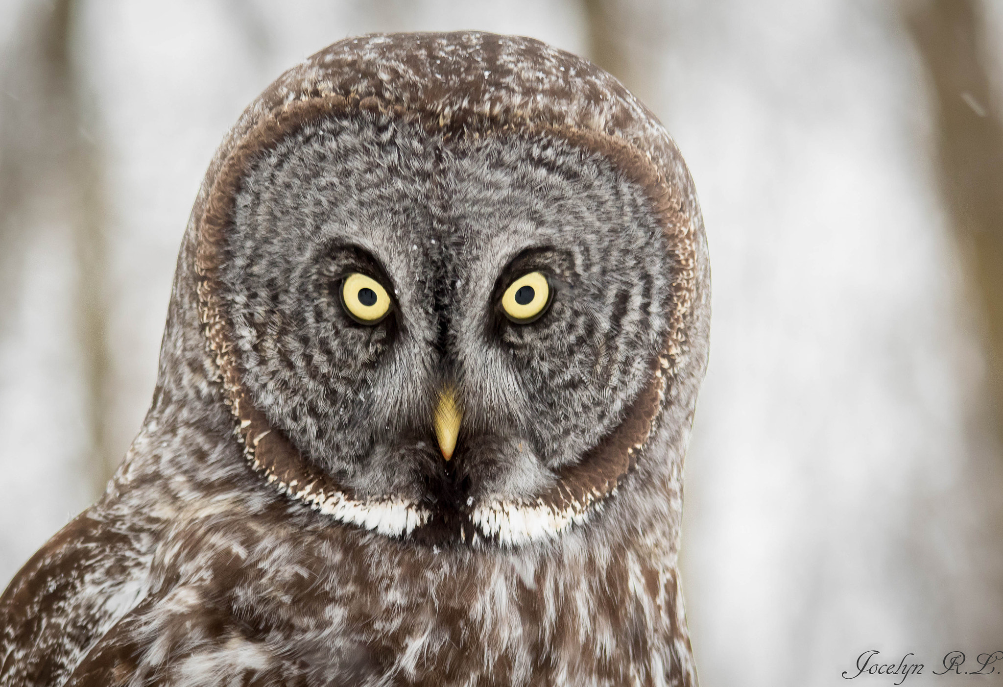 Sigma 150-500mm F5-6.3 DG OS HSM sample photo. Qa photography