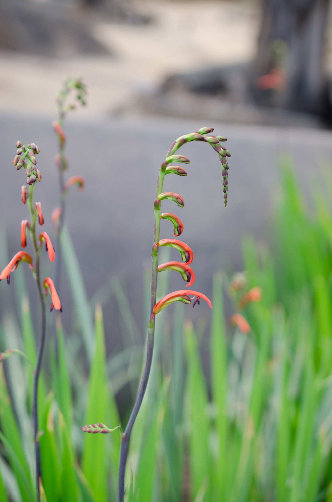 Nikon AF-S DX Micro Nikkor 40mm F2.8 sample photo. Sdf photography