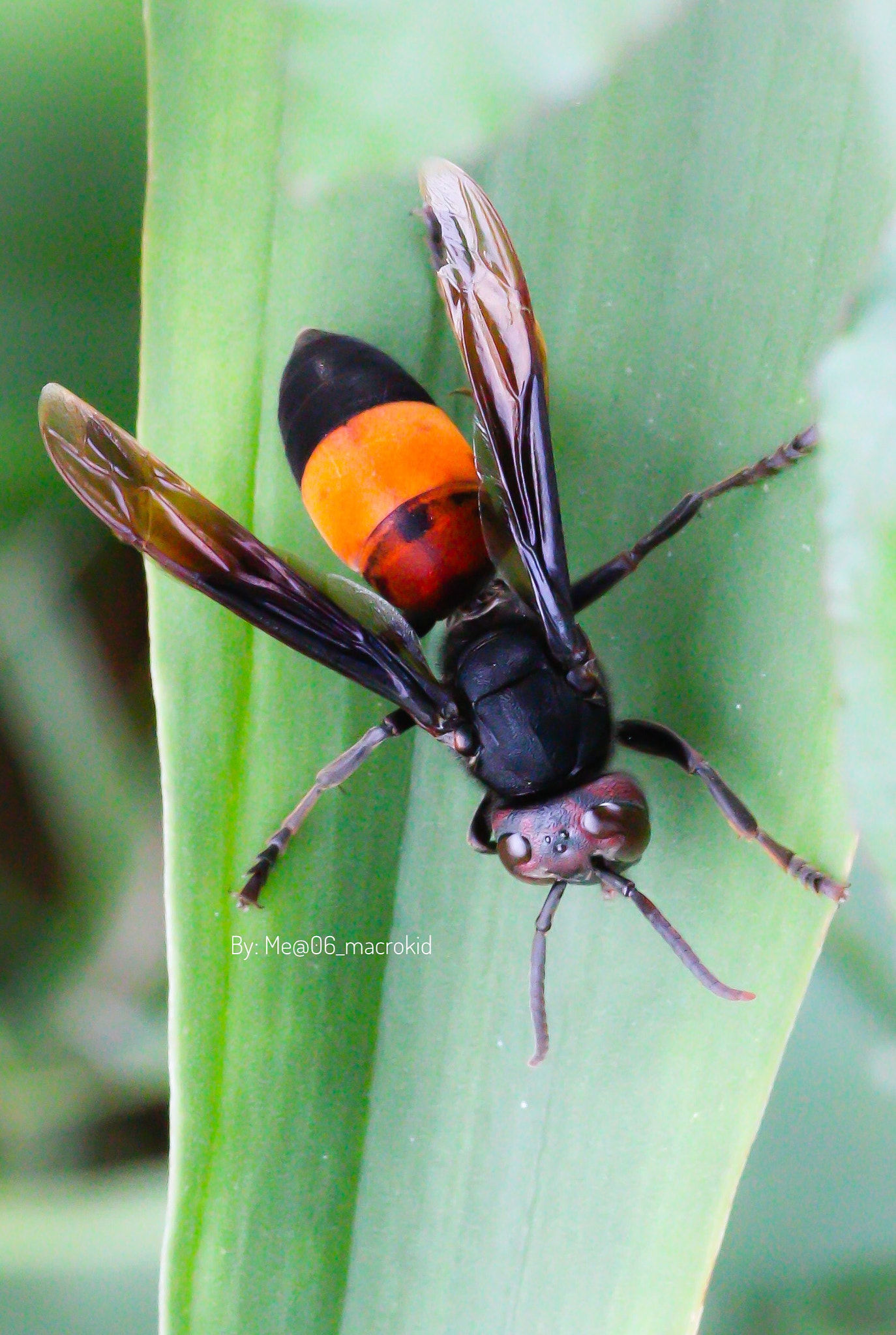 Canon EOS 100D (EOS Rebel SL1 / EOS Kiss X7) + Tamron SP AF 90mm F2.8 Di Macro sample photo. Wasp photography