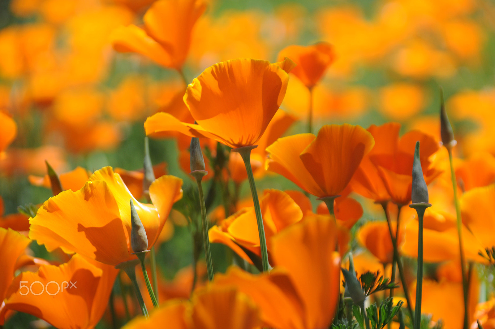 Nikon D90 + Sigma 18-200mm F3.5-6.3 DC OS HSM sample photo. Poppies photography