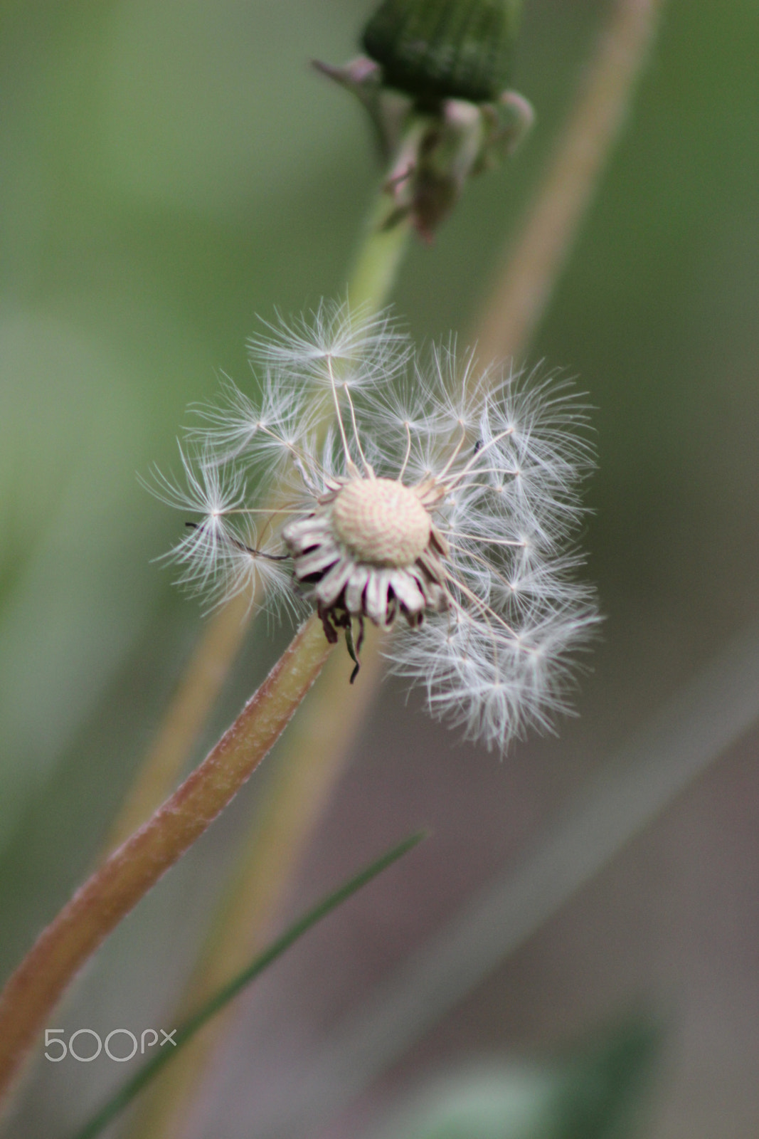 Canon EF 75-300mm f/4-5.6 USM sample photo. Sway photography