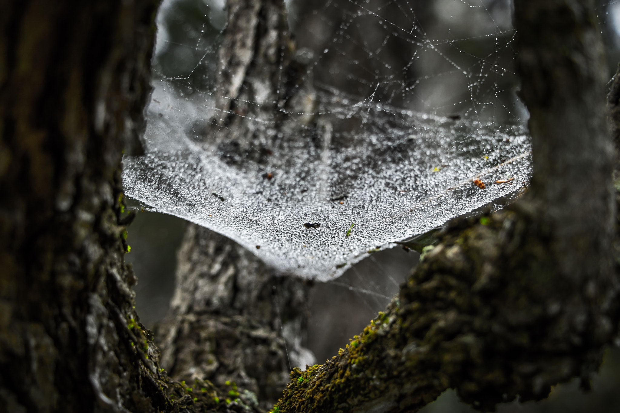 Canon EOS 760D (EOS Rebel T6s / EOS 8000D) sample photo. Yesterday was cold, wet, and perfect. photography