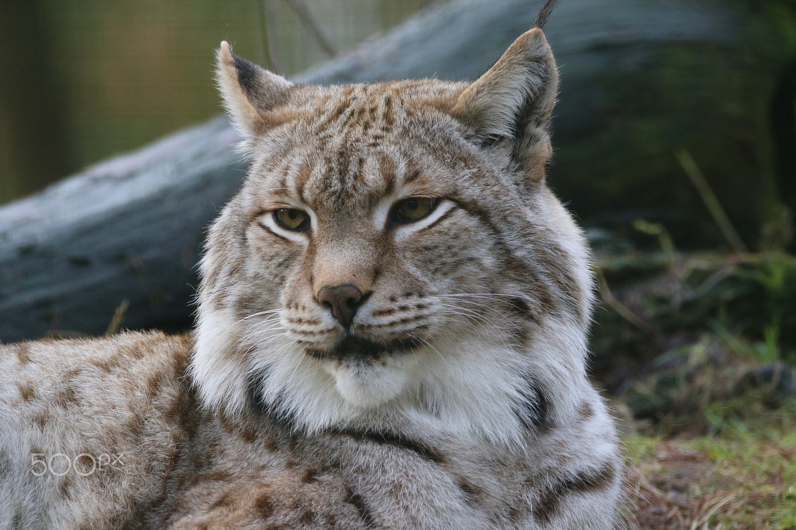 Sigma 150-600mm F5-6.3 DG OS HSM | C sample photo. Relaxed - european lynx photography