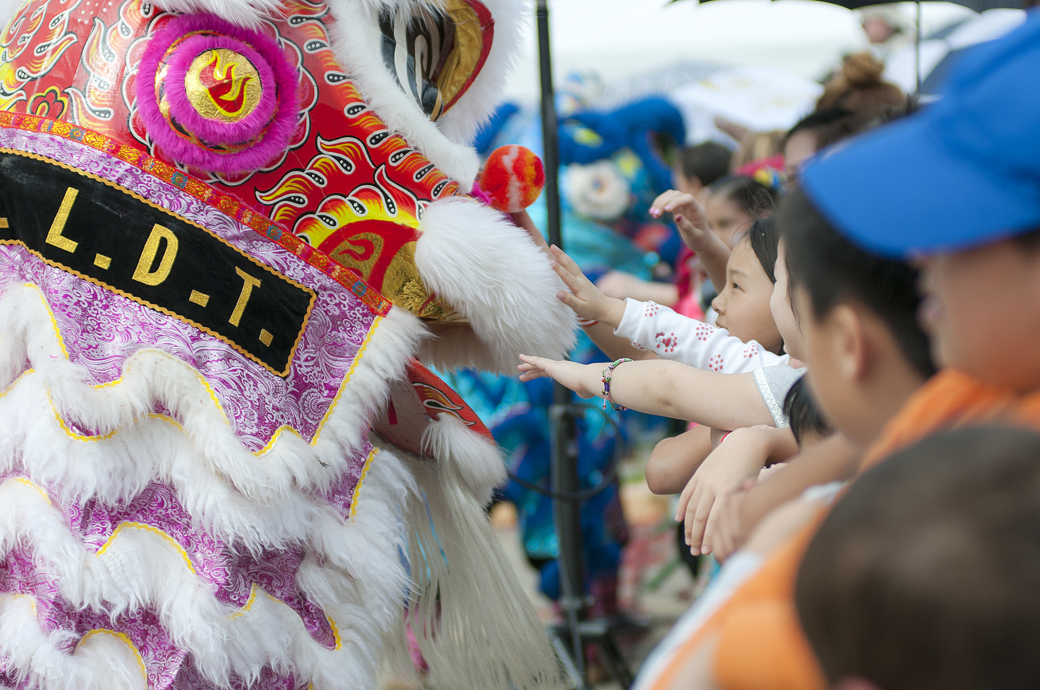 Nikon AF-Nikkor 80-200mm F2.8D ED sample photo. Touching the lion photography