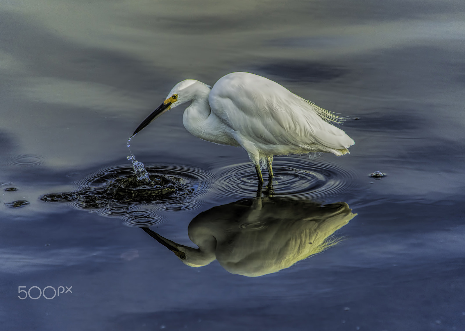 Nikon D600 sample photo. Missed that one a photography