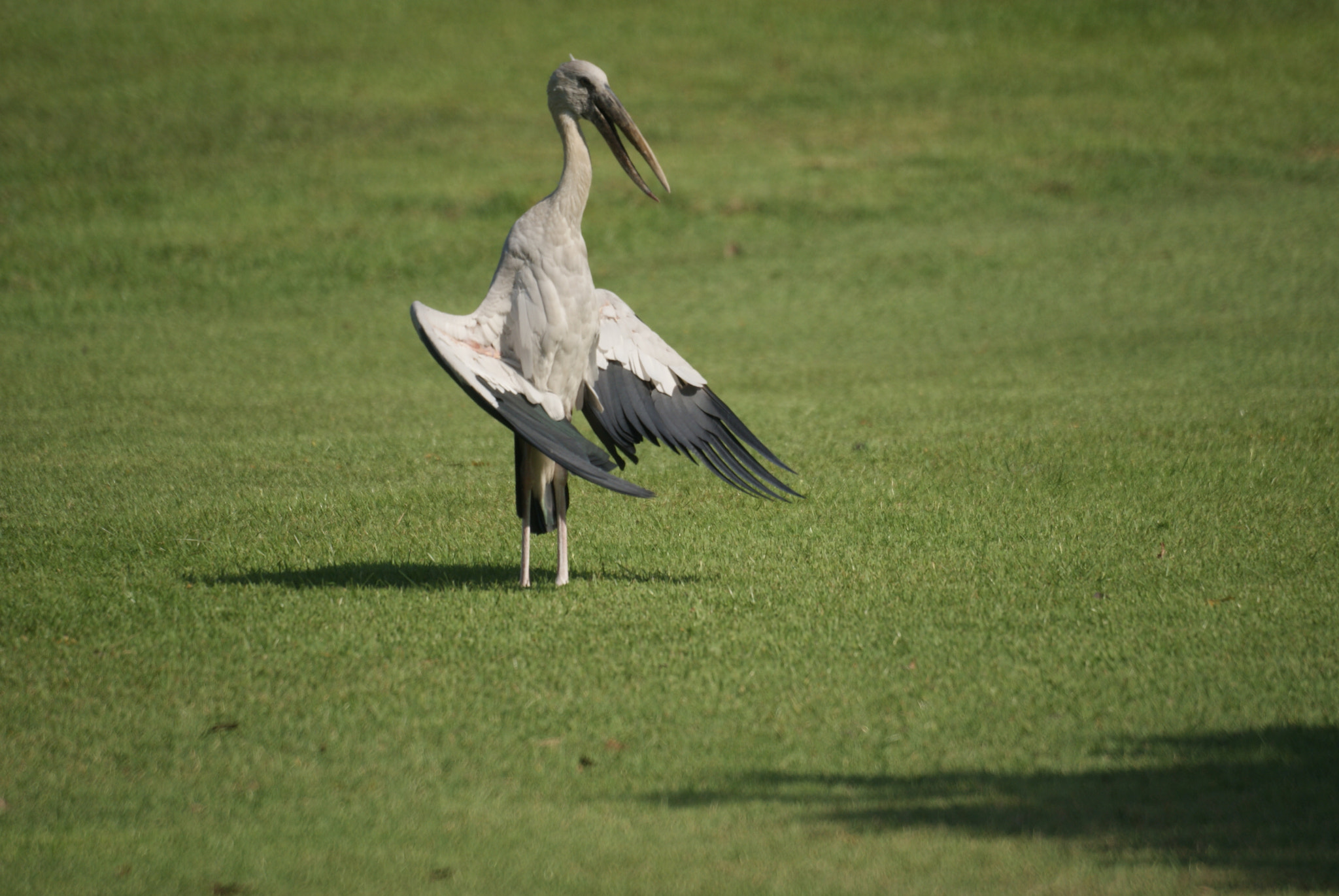 Sony 500mm F8 Reflex sample photo. Sony dsc photography