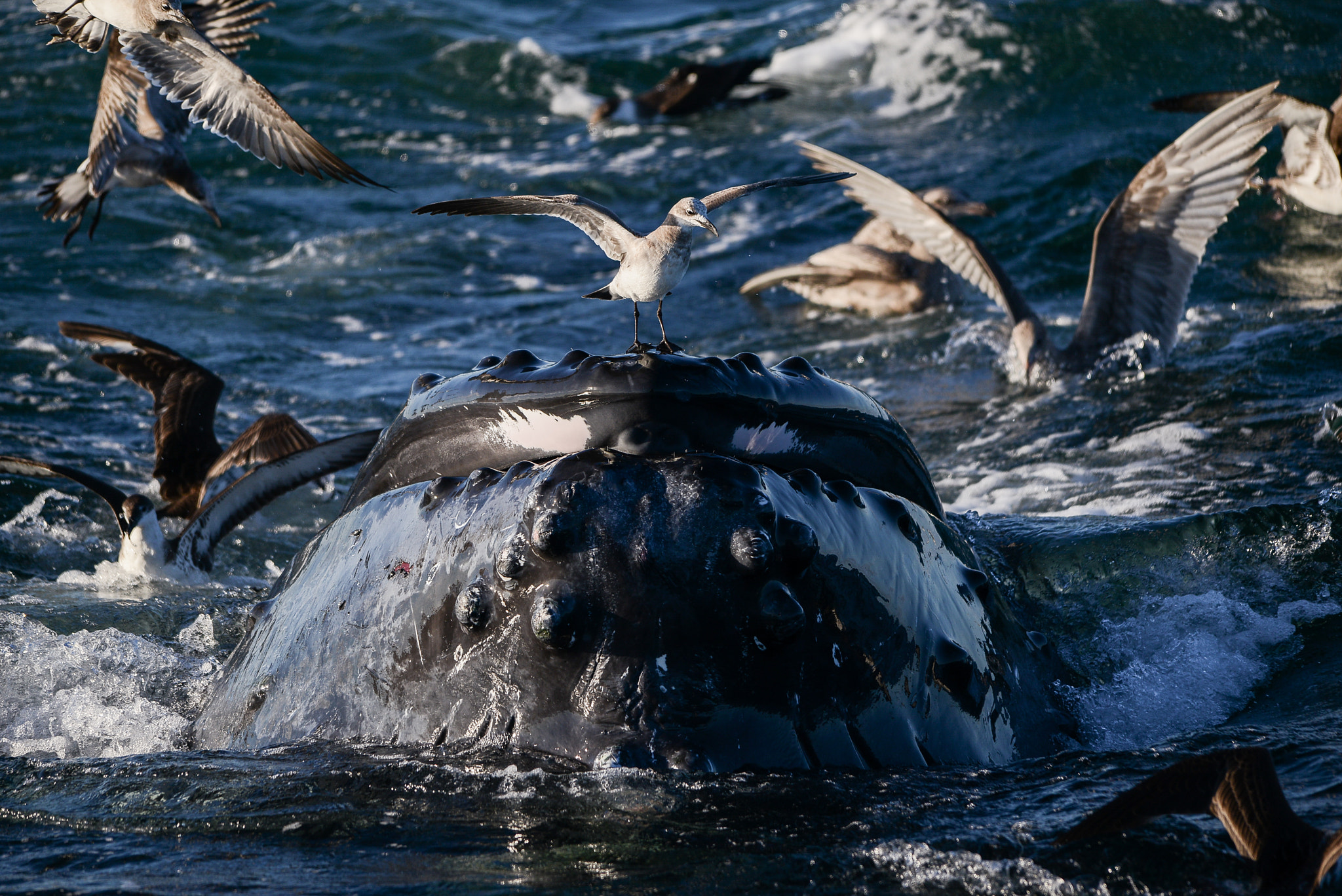 Sigma 150-500mm F5-6.3 DG OS HSM sample photo. Cape photography