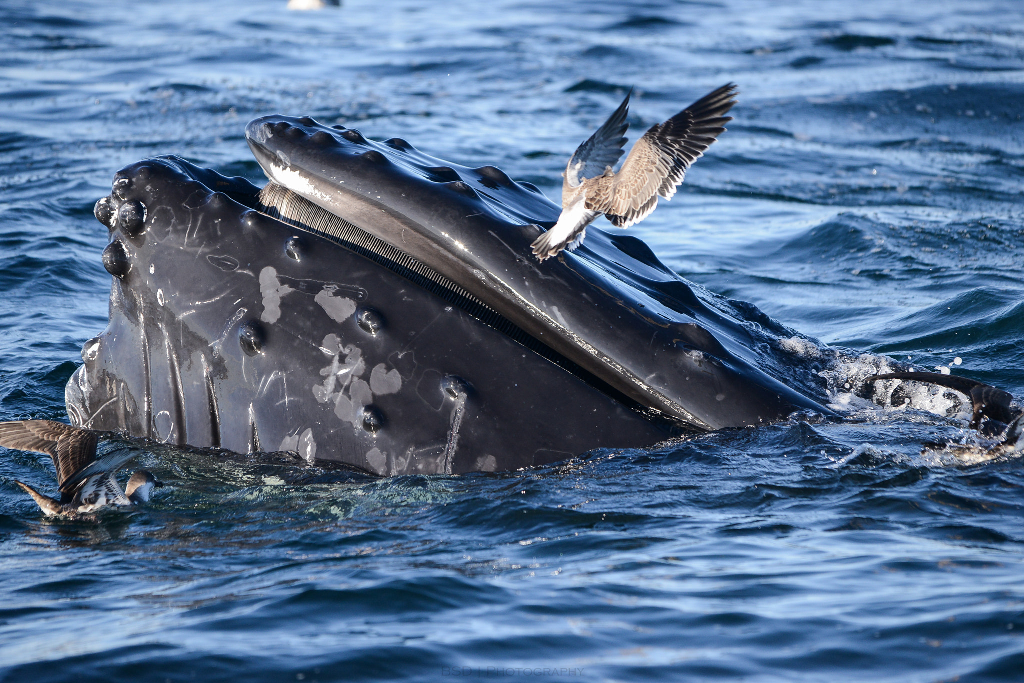 Sigma 150-500mm F5-6.3 DG OS HSM sample photo. Cape photography