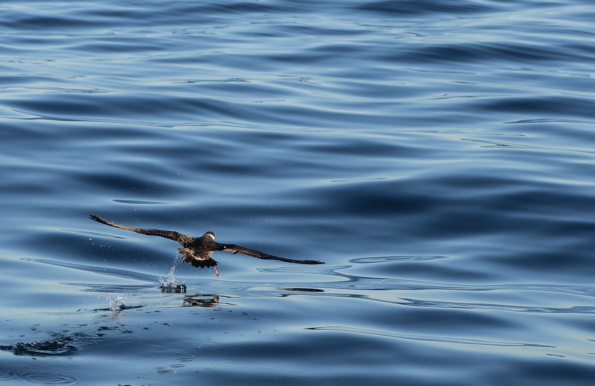 Sigma 150-500mm F5-6.3 DG OS HSM sample photo. Cape photography