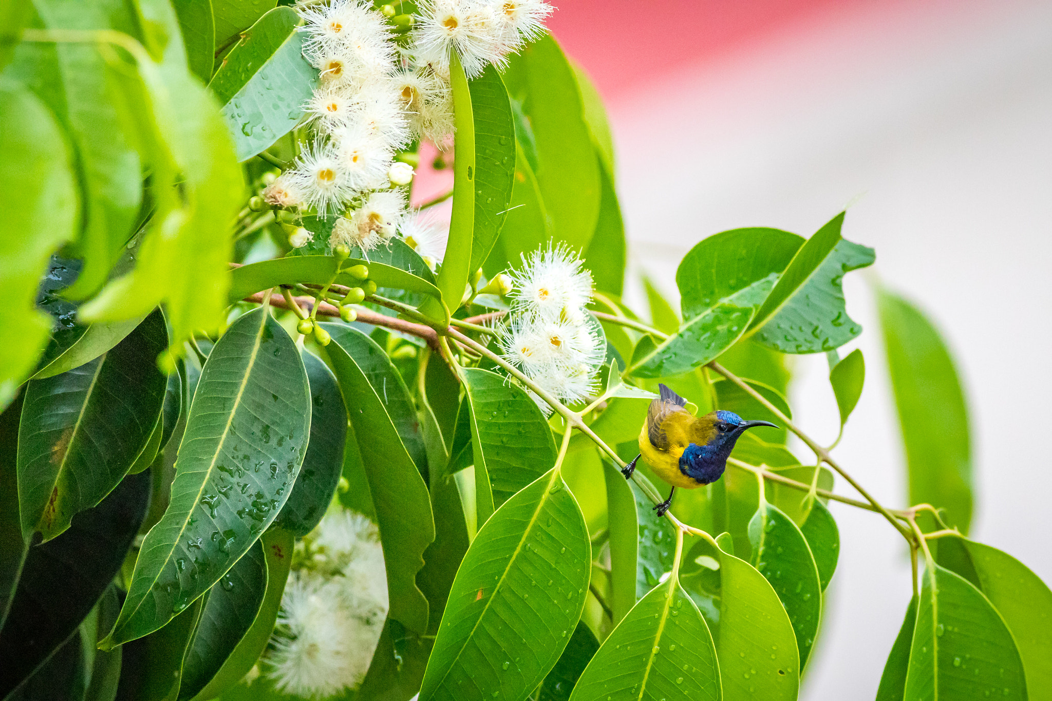 Canon EF 400mm F5.6L USM sample photo. Olive-backed sunbird photography