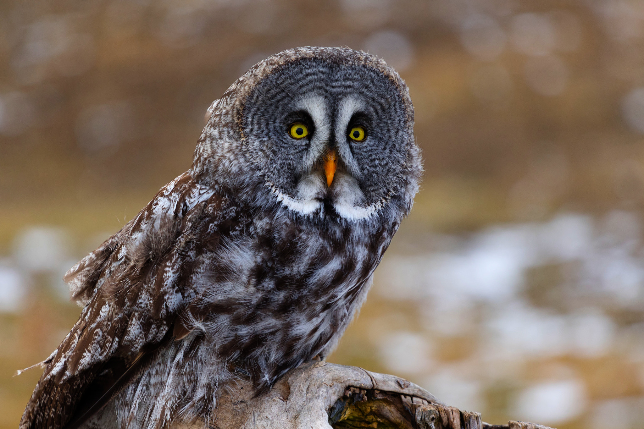 Canon EF 70-200mm F4L USM sample photo. Grey owl photography
