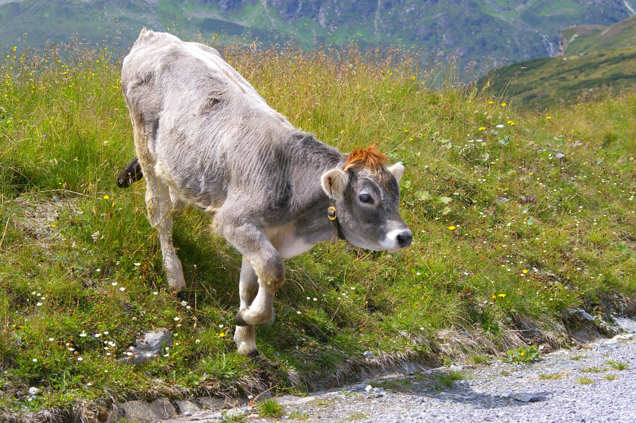 Pentax K100D Super + Pentax smc DA 50-200mm F4-5.6 ED sample photo. Red-haired calf photography