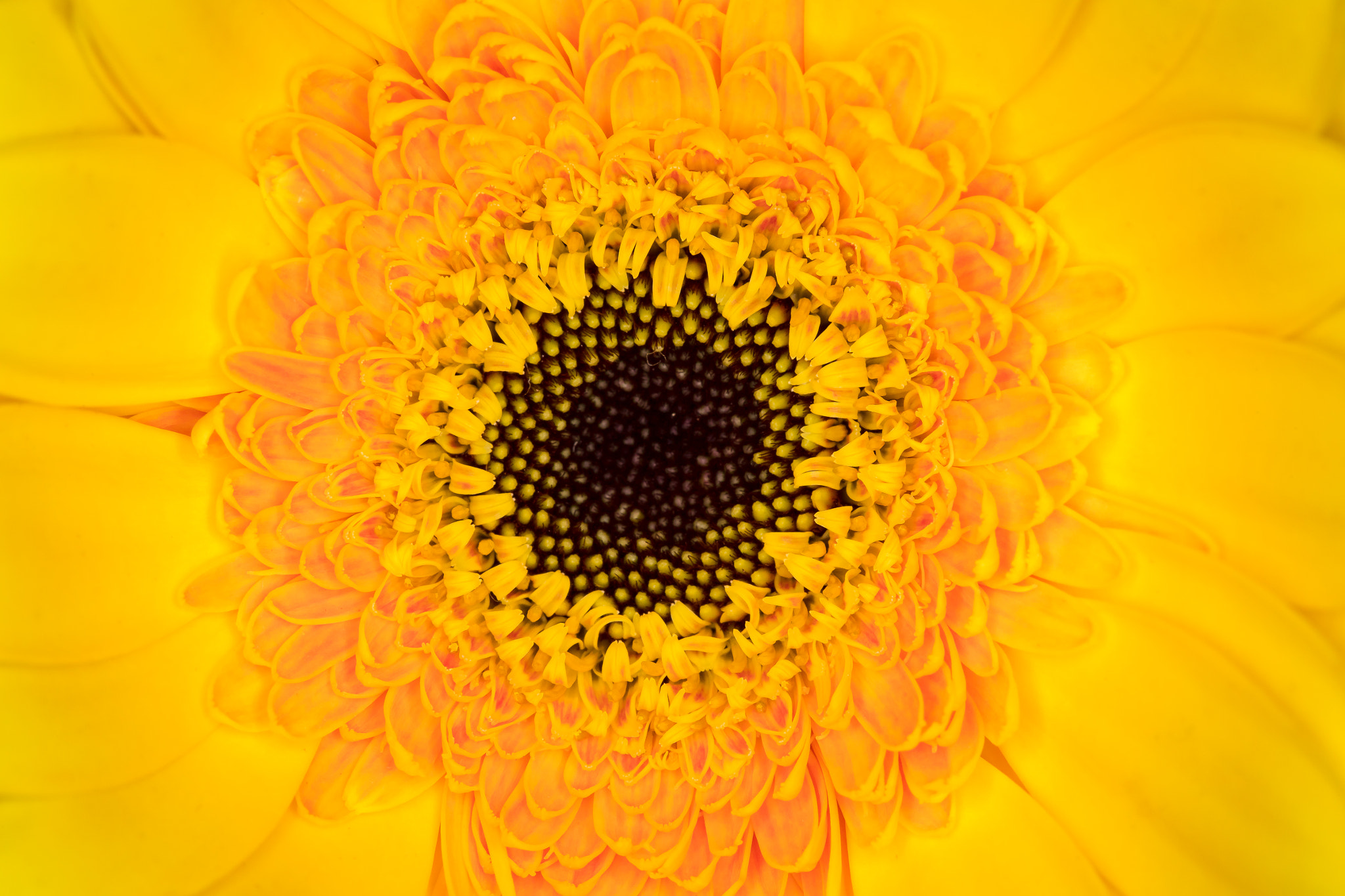 Canon EF 100mm F2.8 Macro USM sample photo. Yellow photography