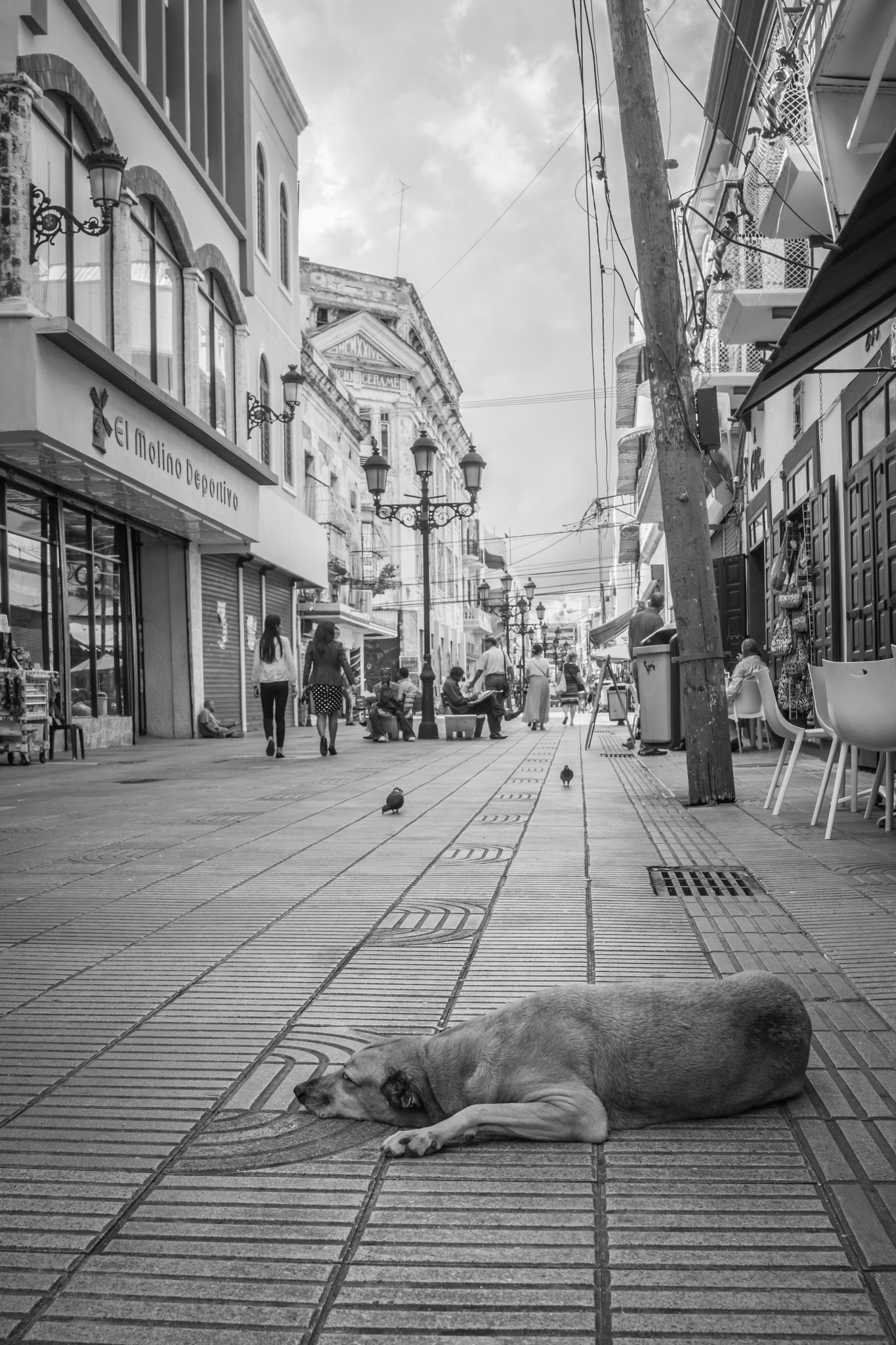 Nikon AF Nikkor 24-85mm F2.8-4D IF sample photo. A dog's life photography