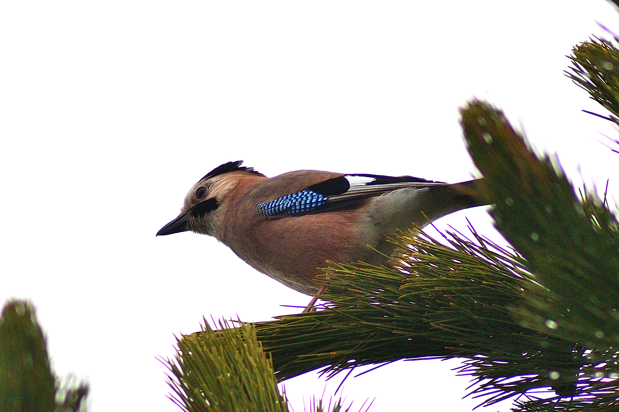 Tokina AT-X 400 AF SD (AF 400mm f/5.6) sample photo. Jay photography