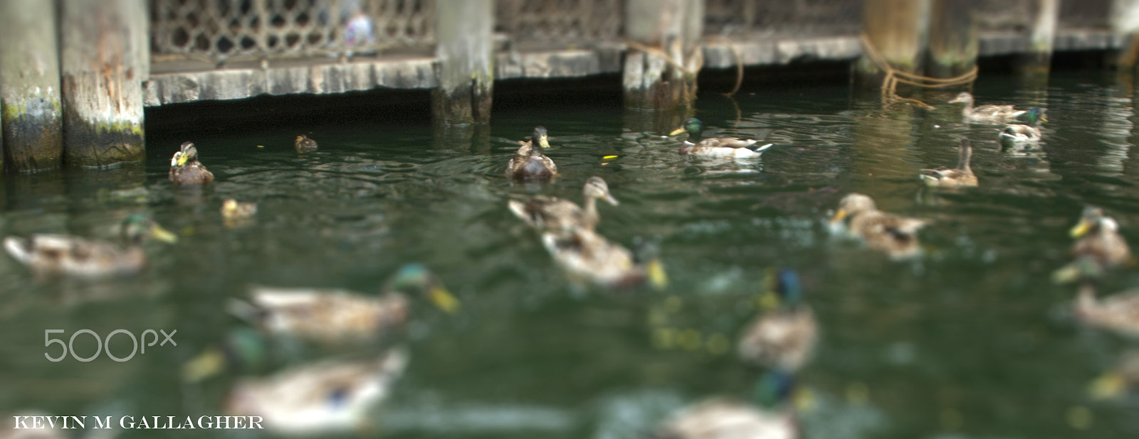 Nikon D70s sample photo. Ducks o photography