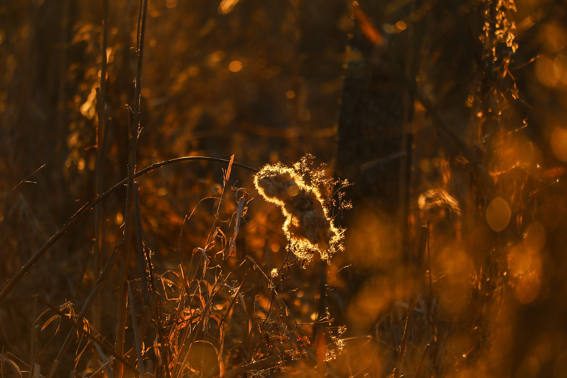 Canon EF-S 55-250mm F4-5.6 IS STM sample photo